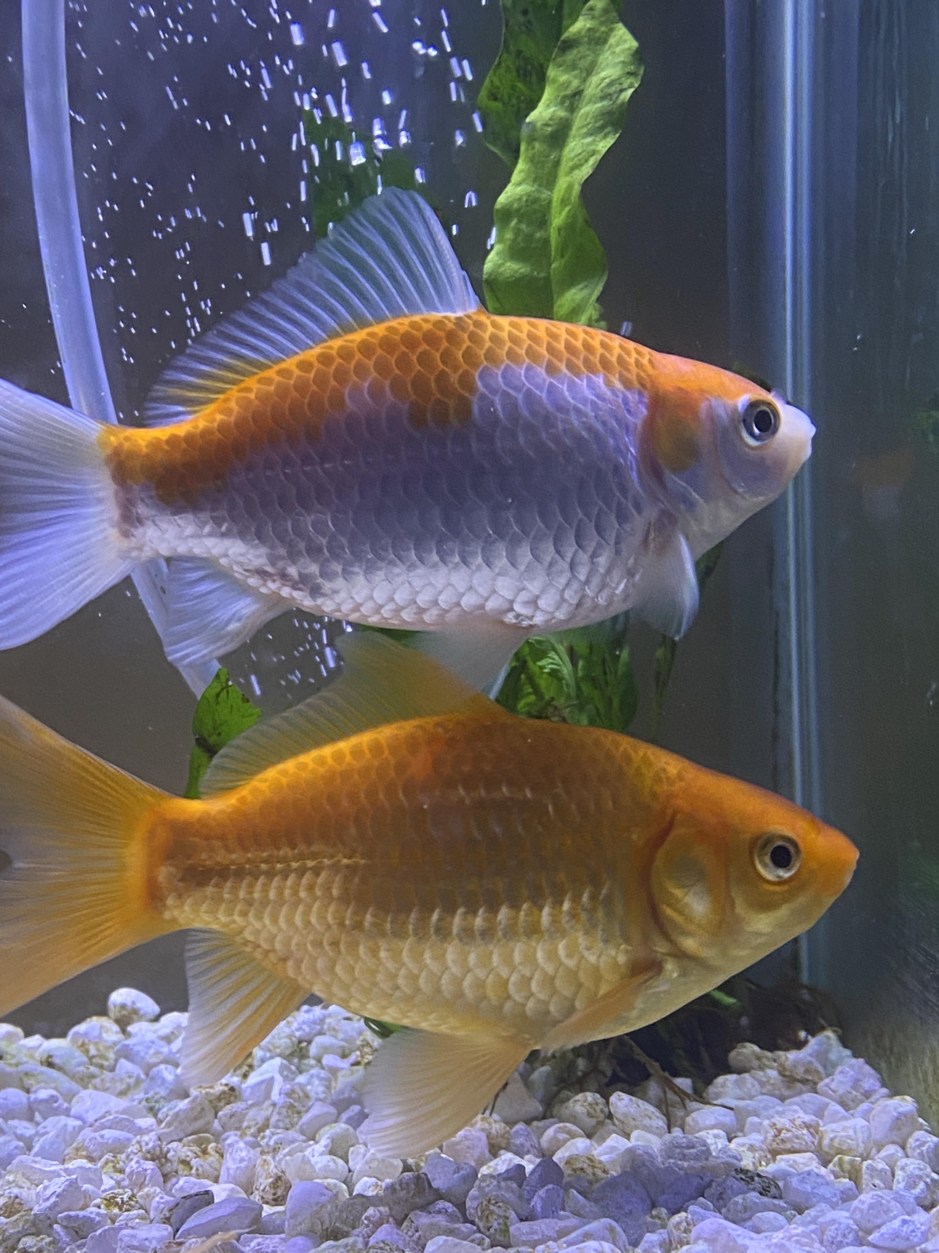 Automatic fish feeder for vacation? r/Goldfish