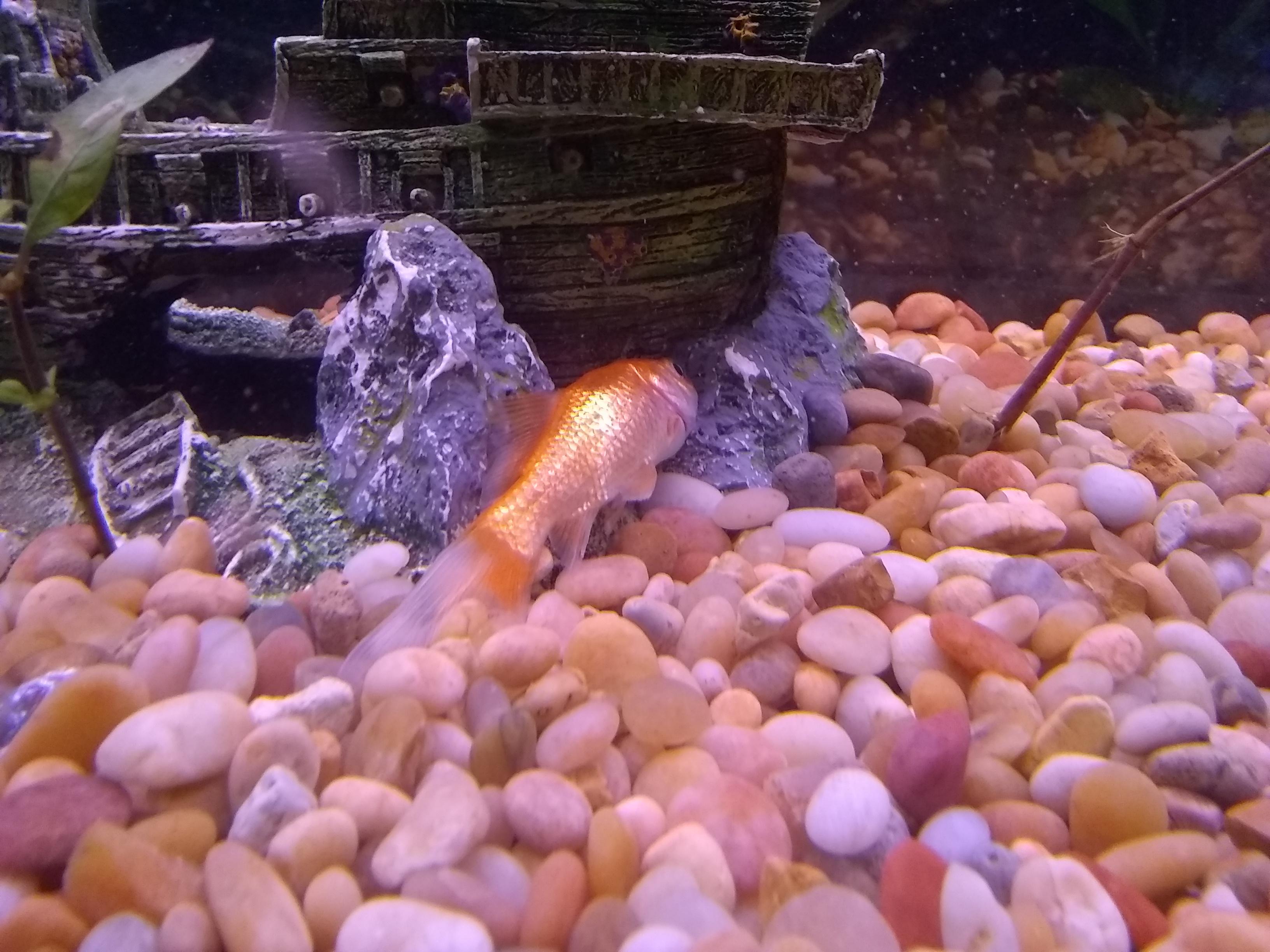 Please help fish is dying. My poor fish has been laying on the bottom