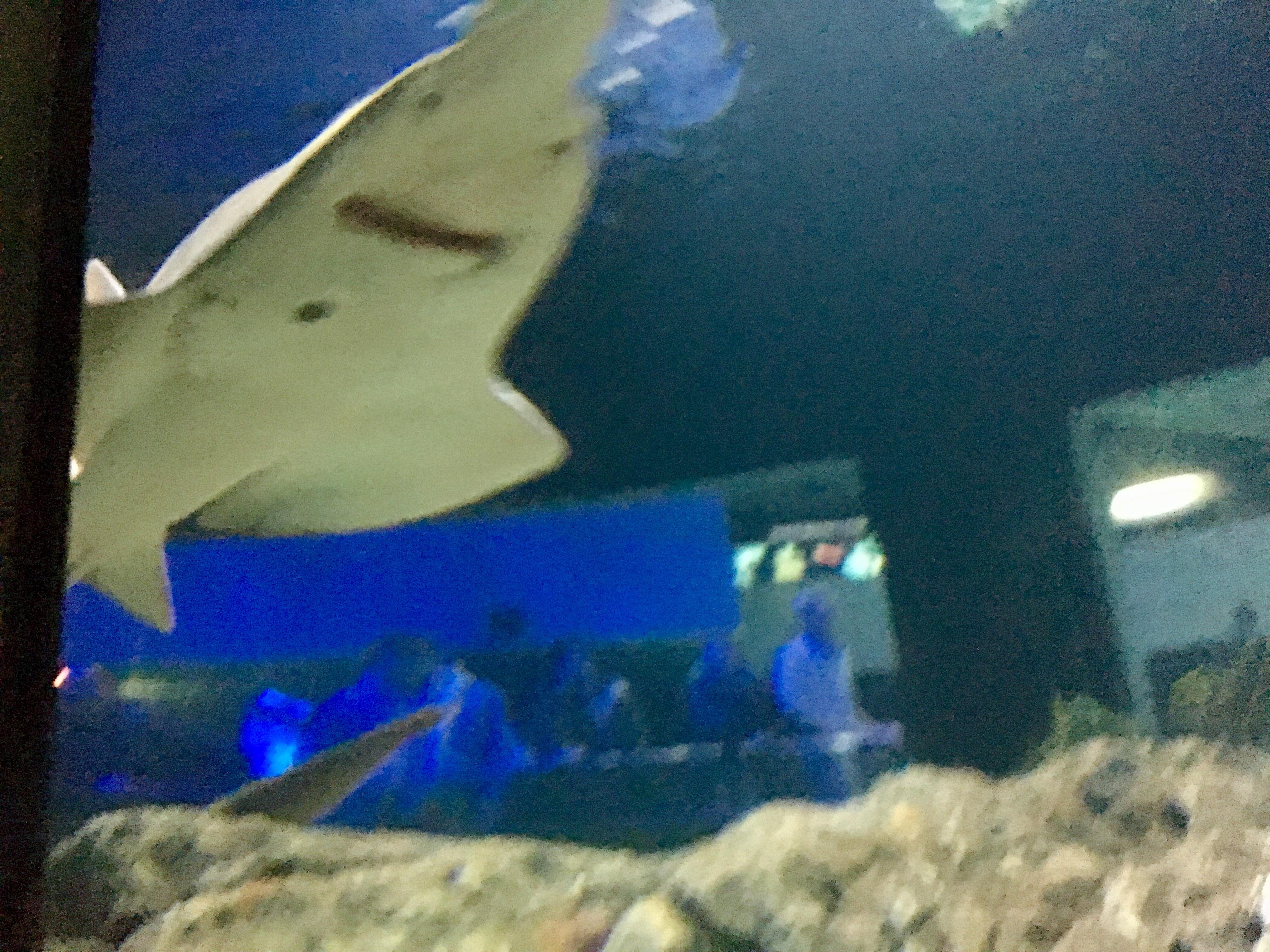 This shark looks like it's smiling r/Animals