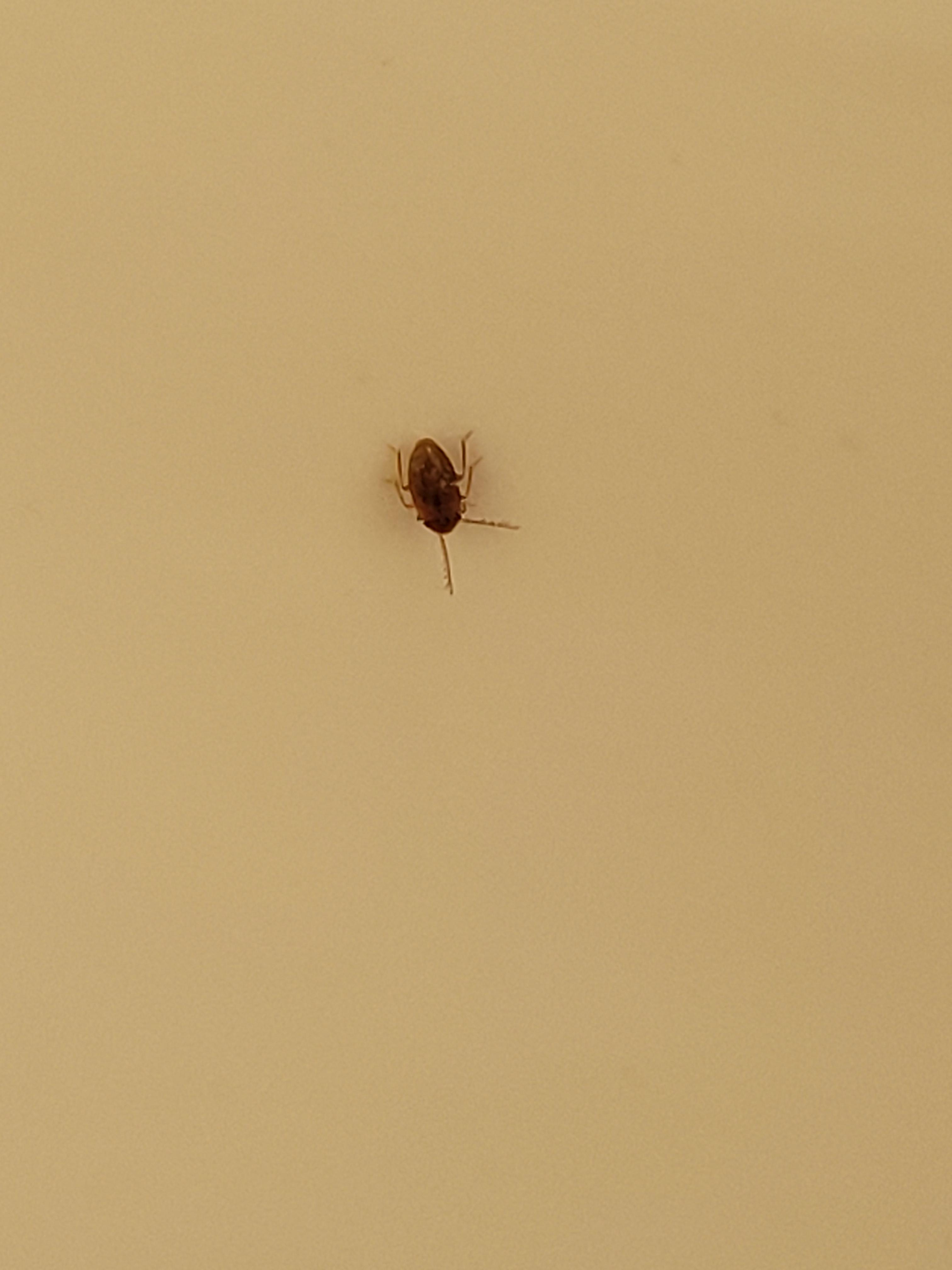 Tiny bug in bathroom. Waterbug or BB? r/Bedbugs