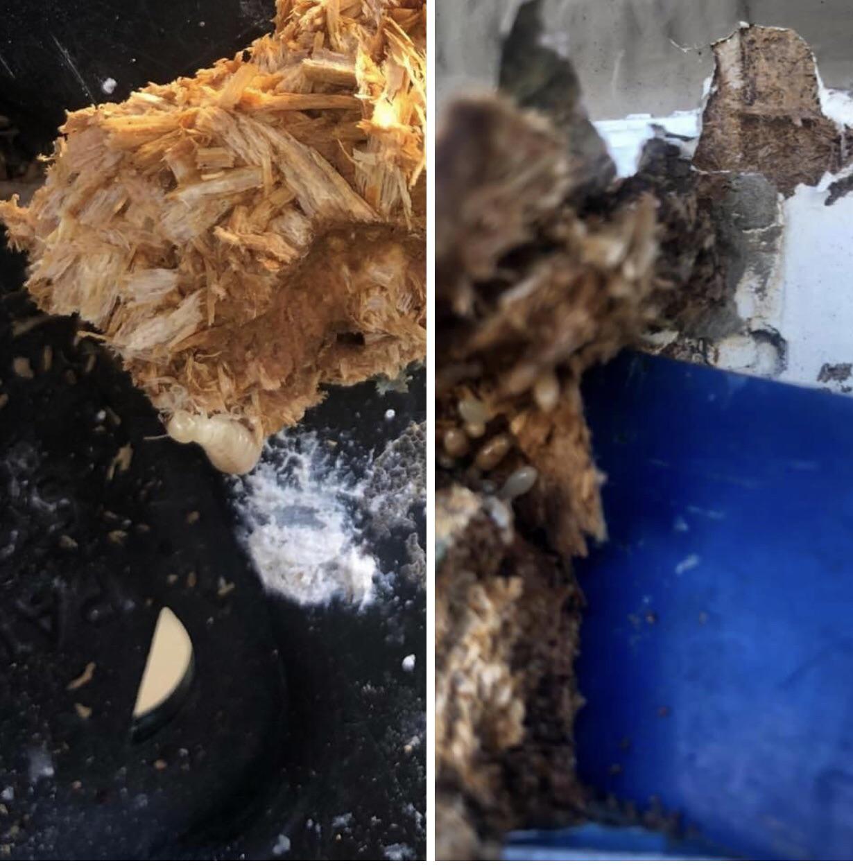 Found inside the wood on exterior of house. Is it termites? We’ve only