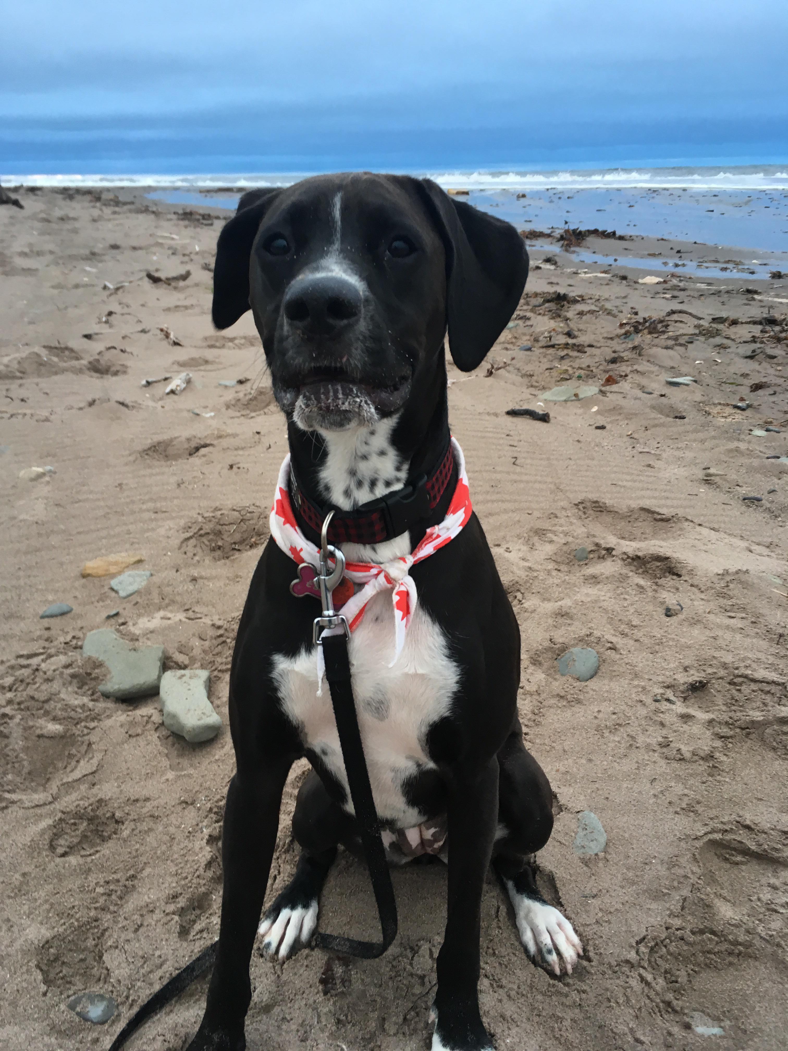 Ellie Bellie, 1 year old Boxer Dalmatian mix, living it up