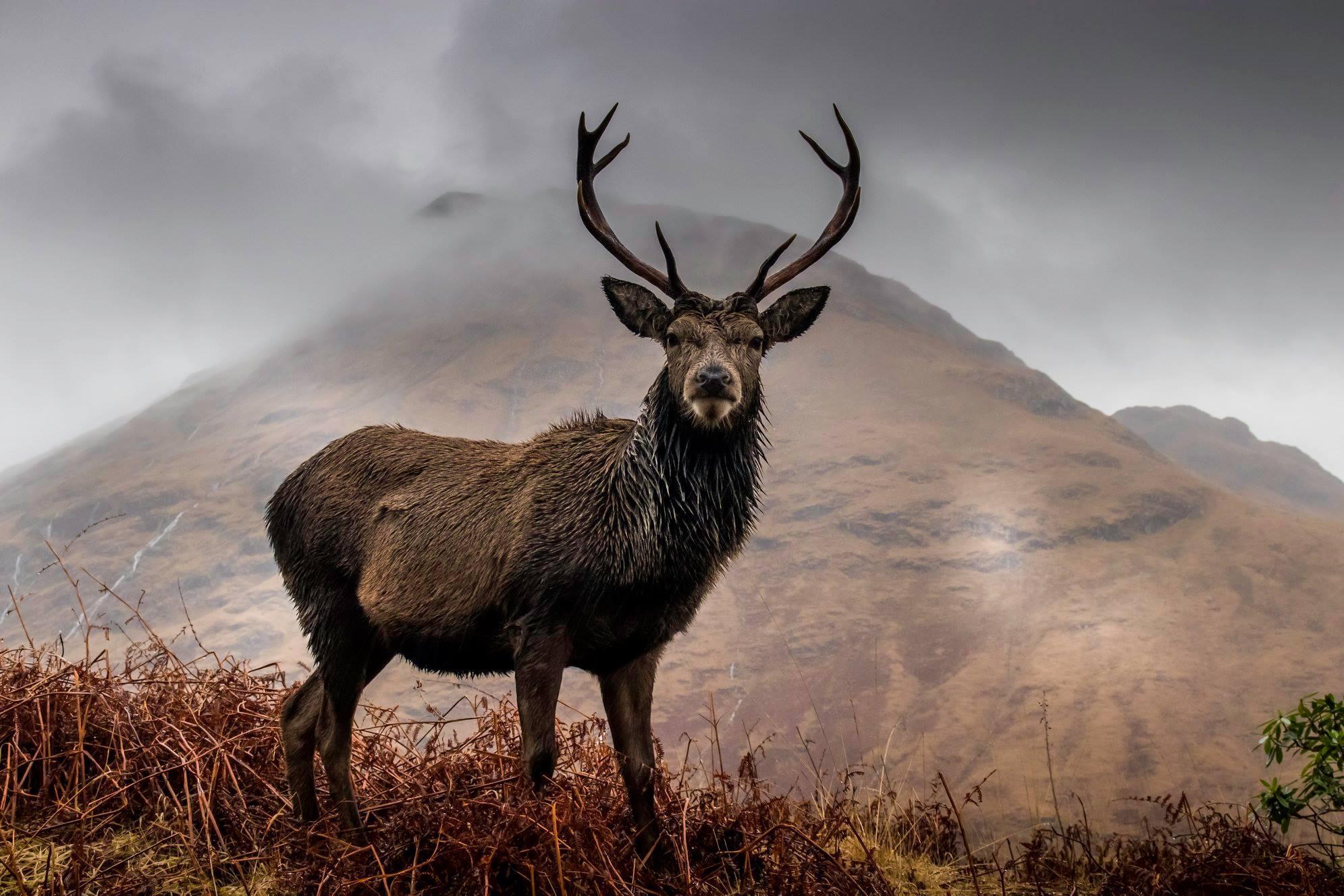 🔥 Red Deer Stag In The Scottish Highlands 🔥 r/NatureIsFuckingLit