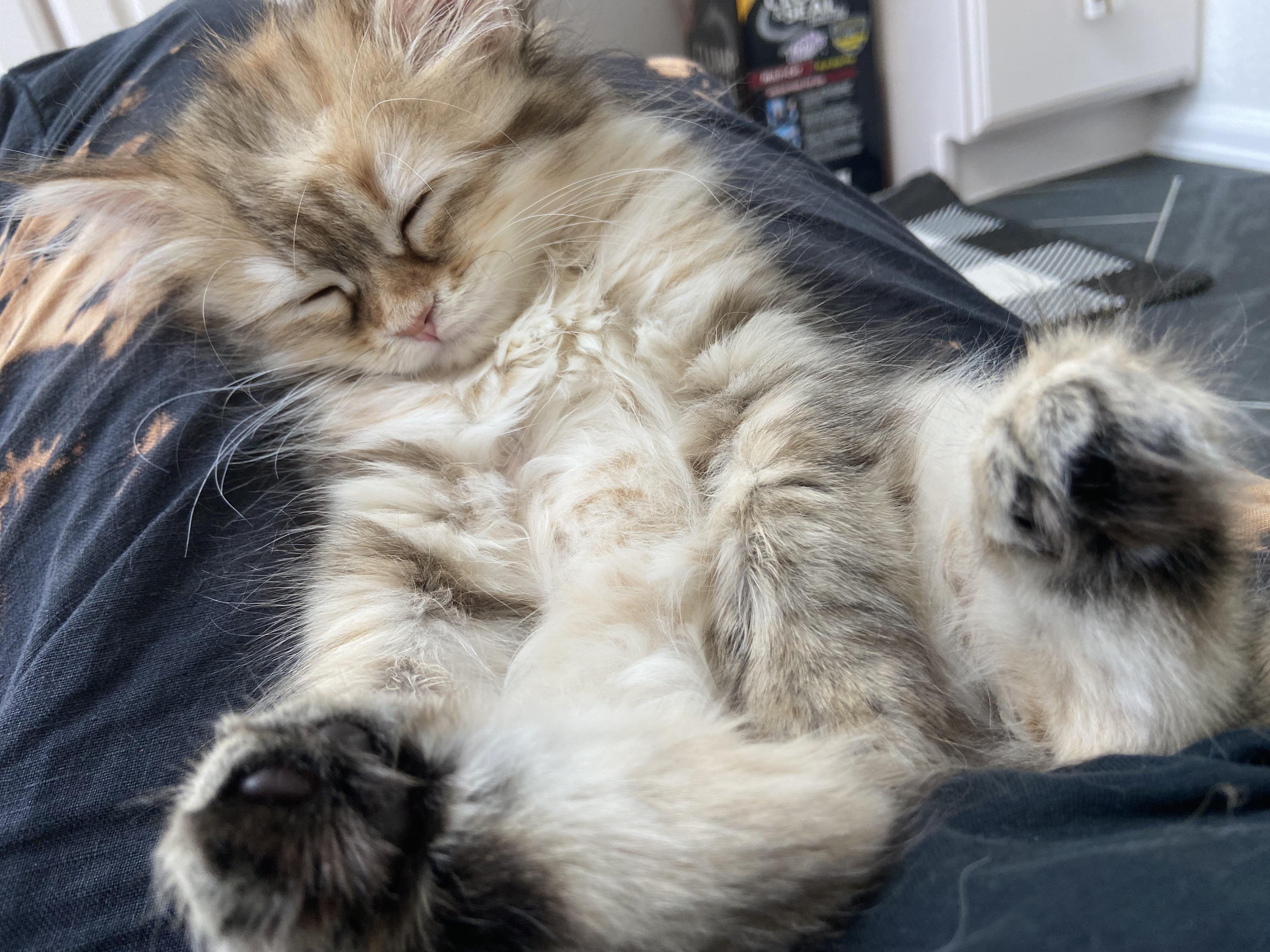 What’s your favorite wet kitten food? We are currently feeding Weruva