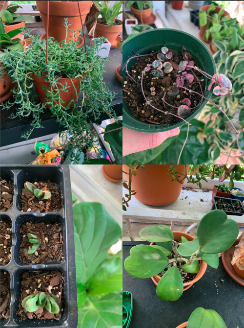HAVE String of Dolphins (rooted portions of plant