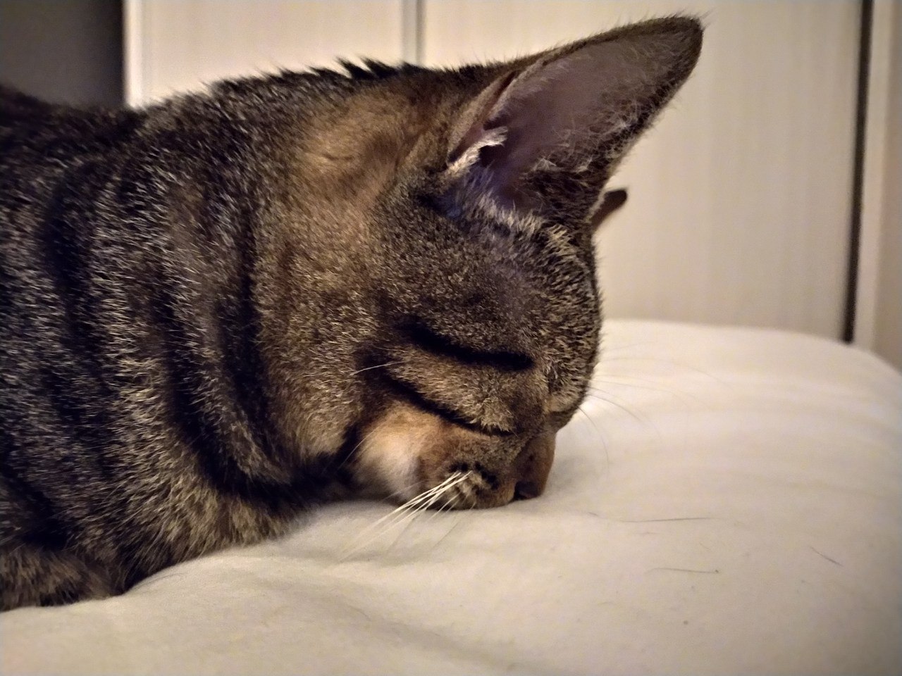 My boyfriend's cat after being neutered. So cute