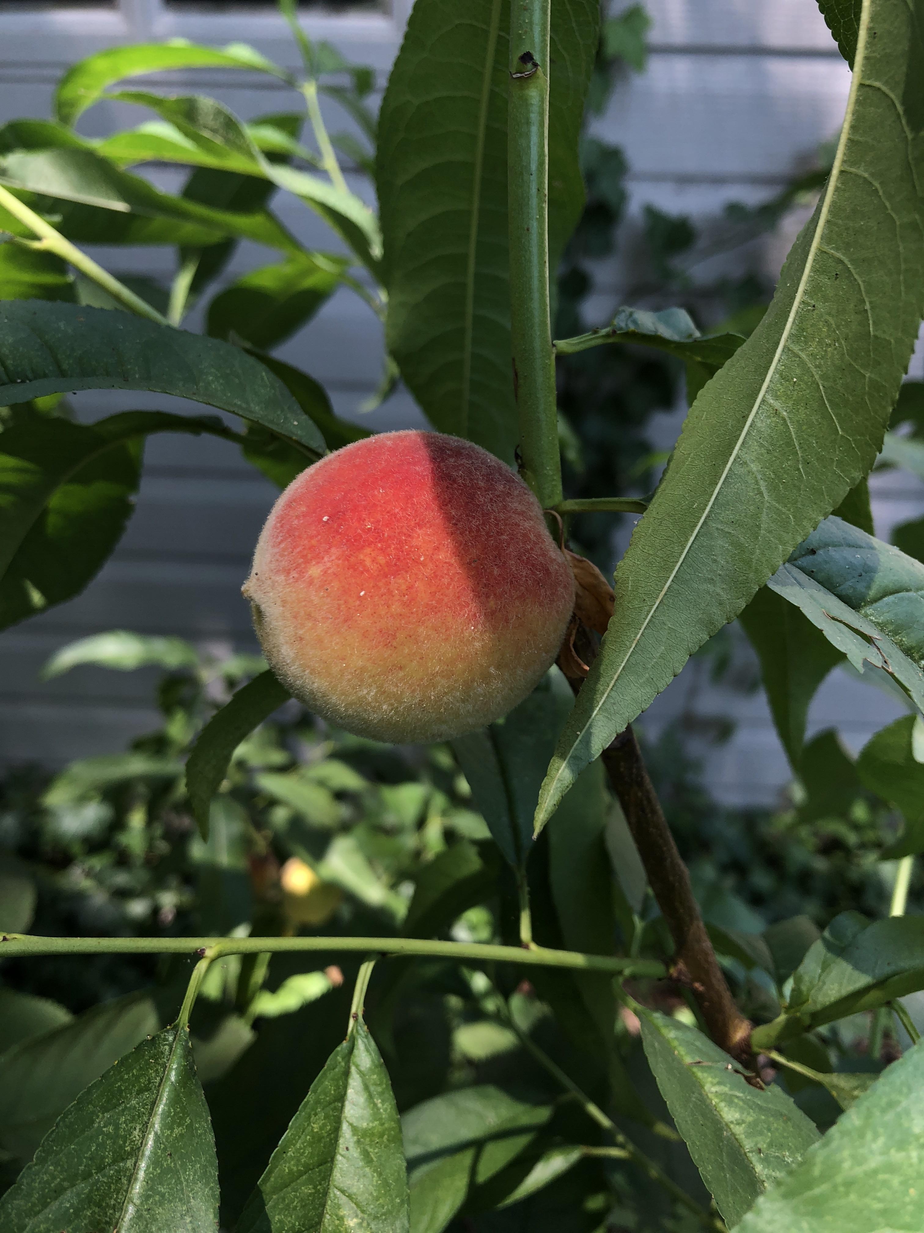 Elberta peaches doing great in Northern Virginia. r/gardening