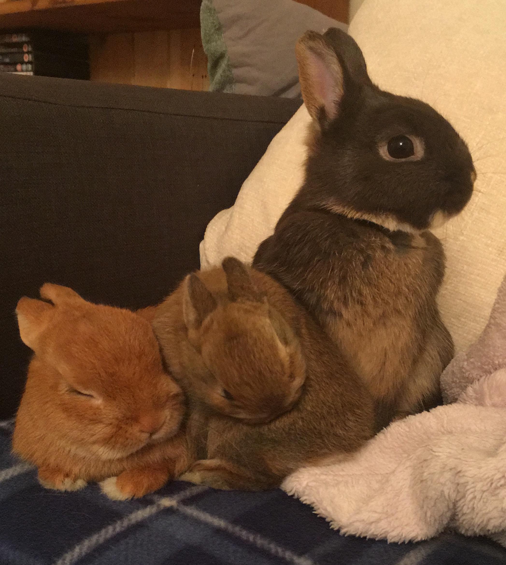 My male dwarf rabbit (6yrs old) is suddenly humping and pulling the fur