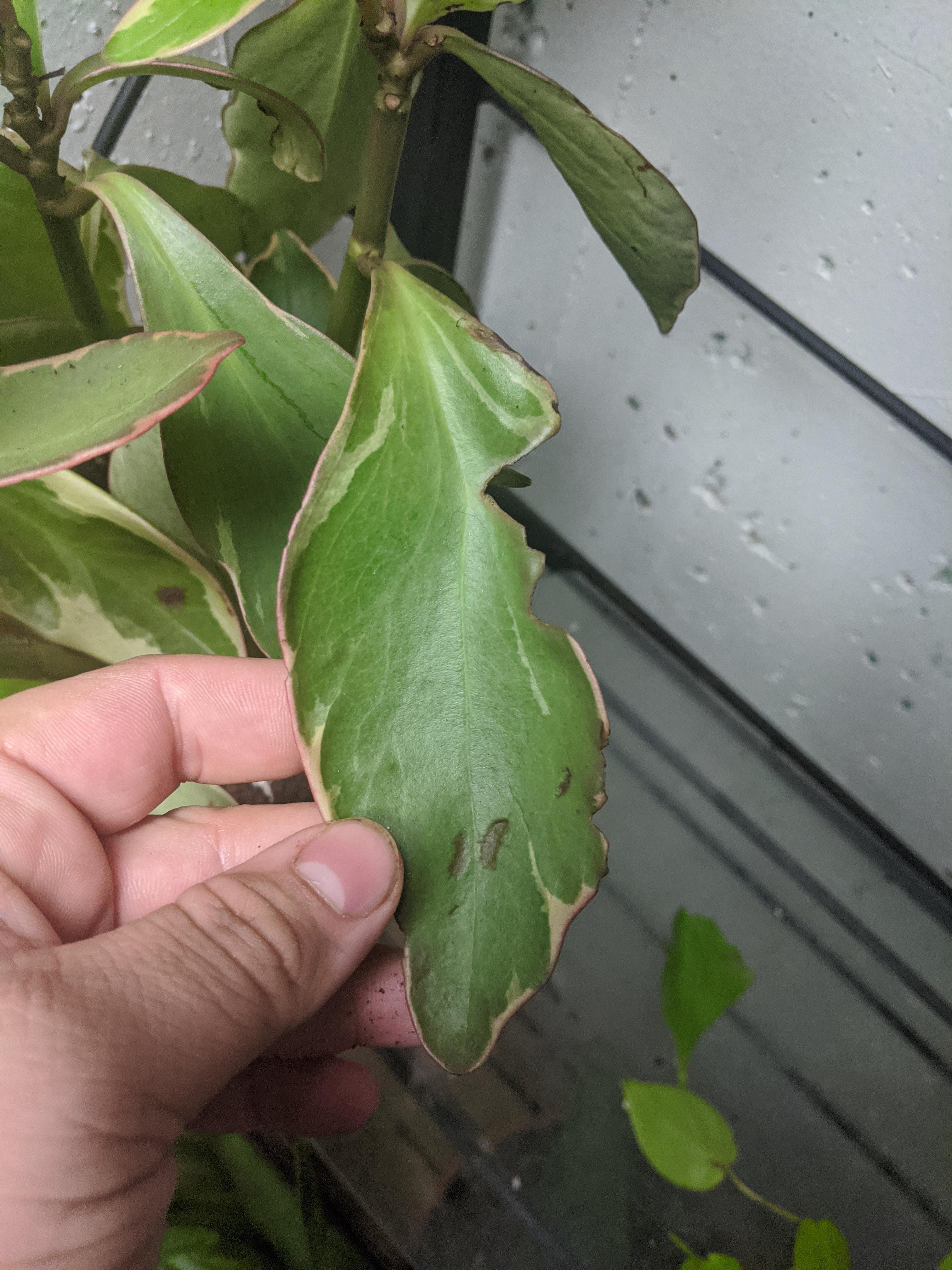 What's eating my houseplant?! r/houseplants