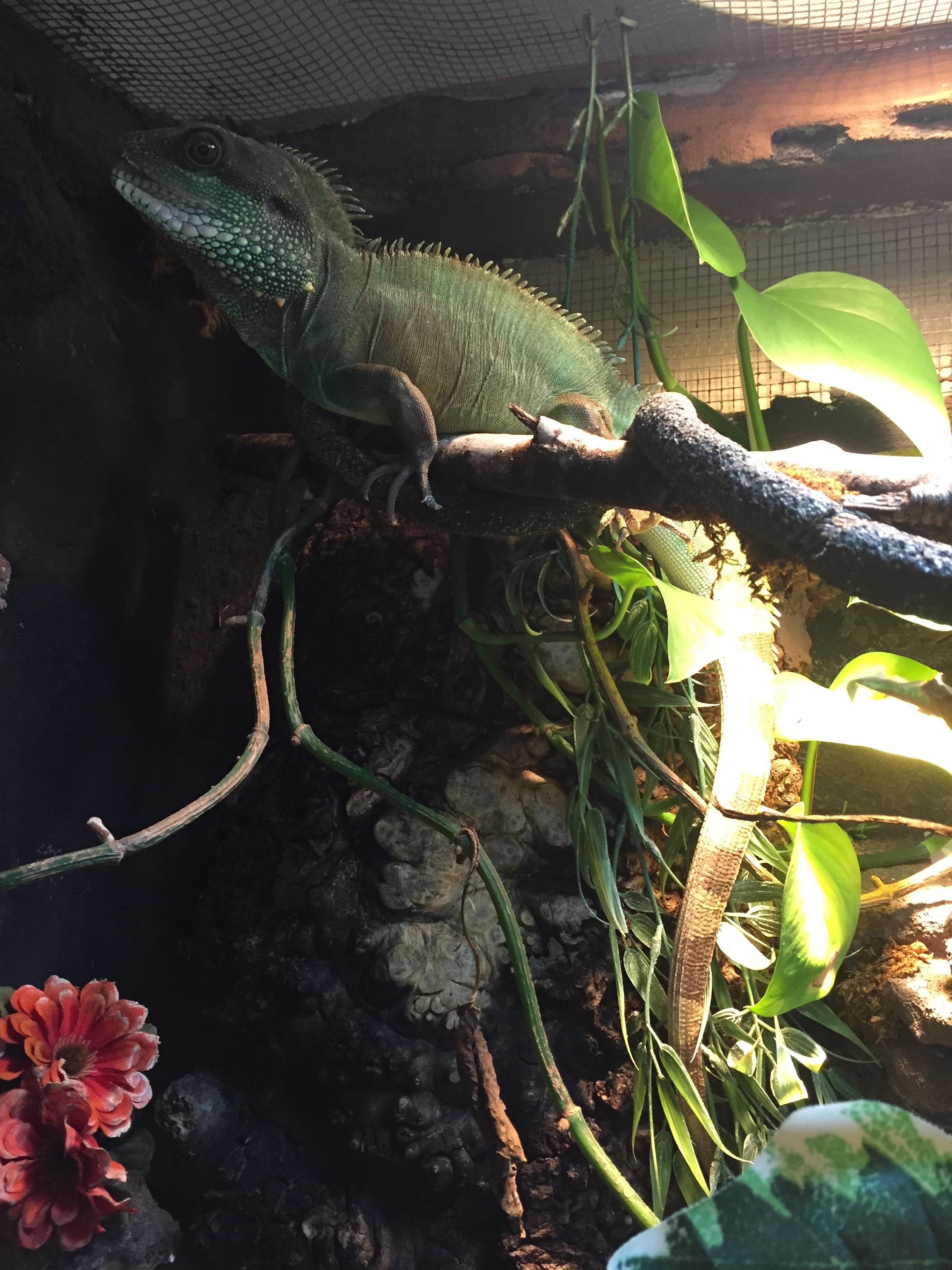 Norbert (male Chinese water dragon) was feeling quite majestic today
