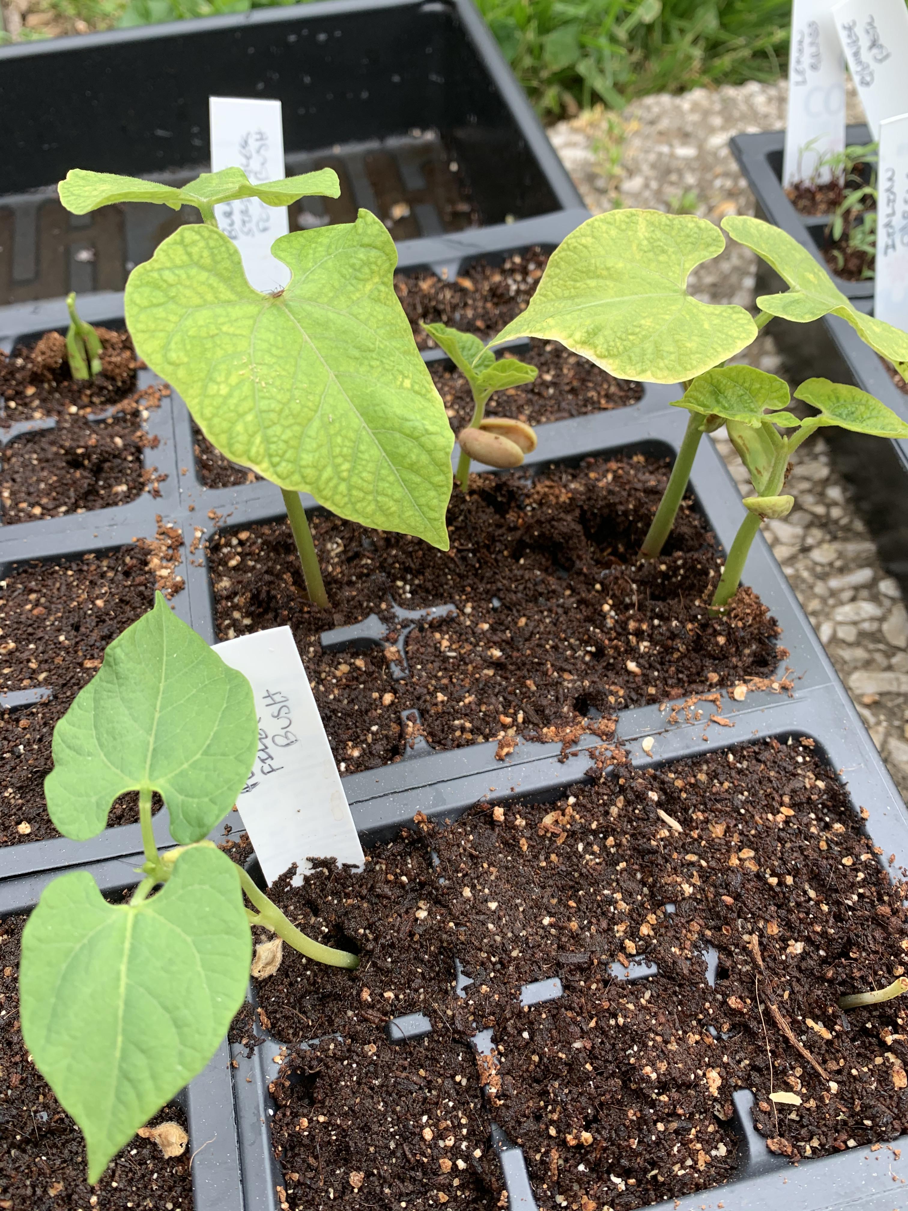 Beans are yellowing! ( says it could be any number of things