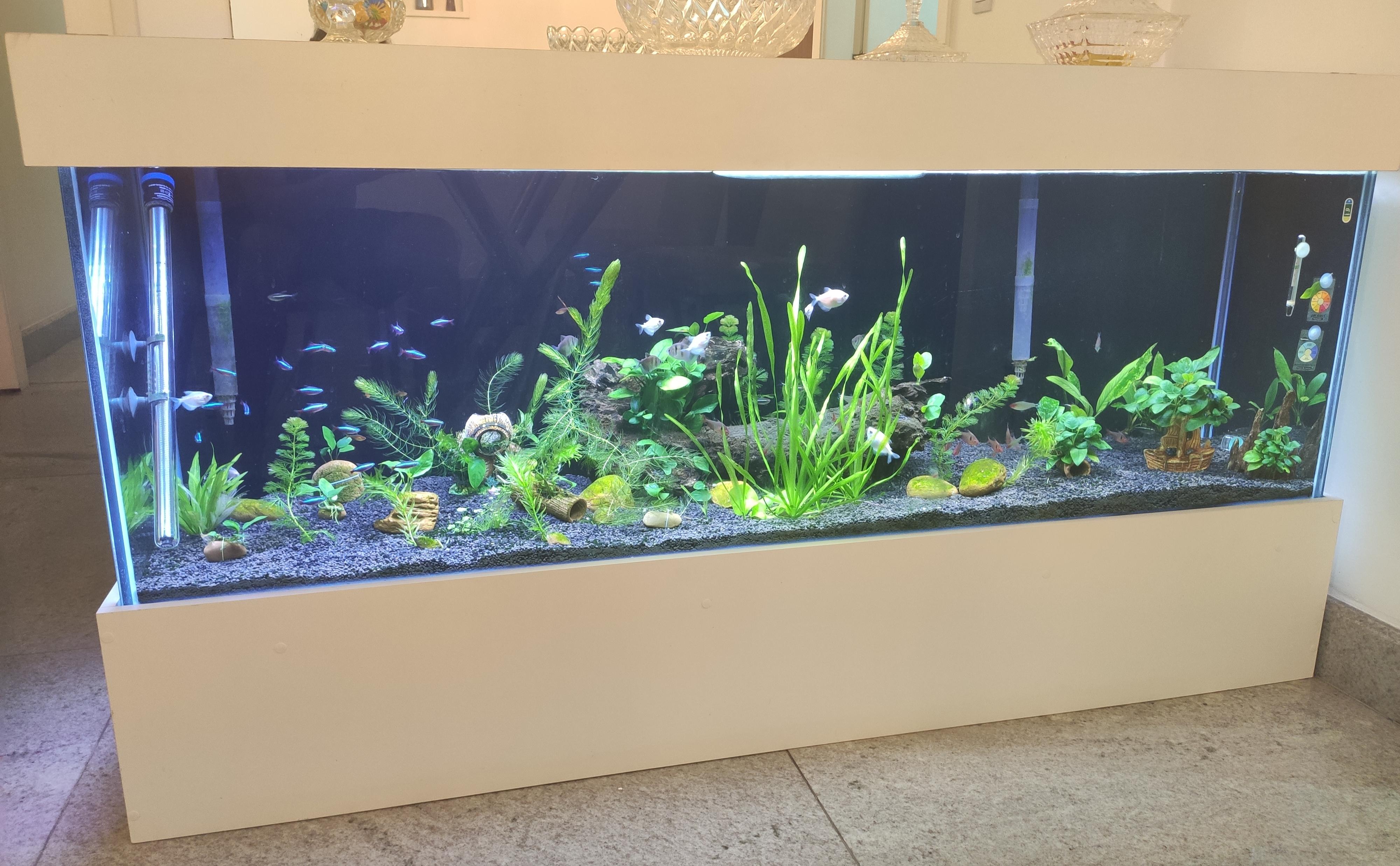 My tetra fish tank update (84gal) r/Aquariums