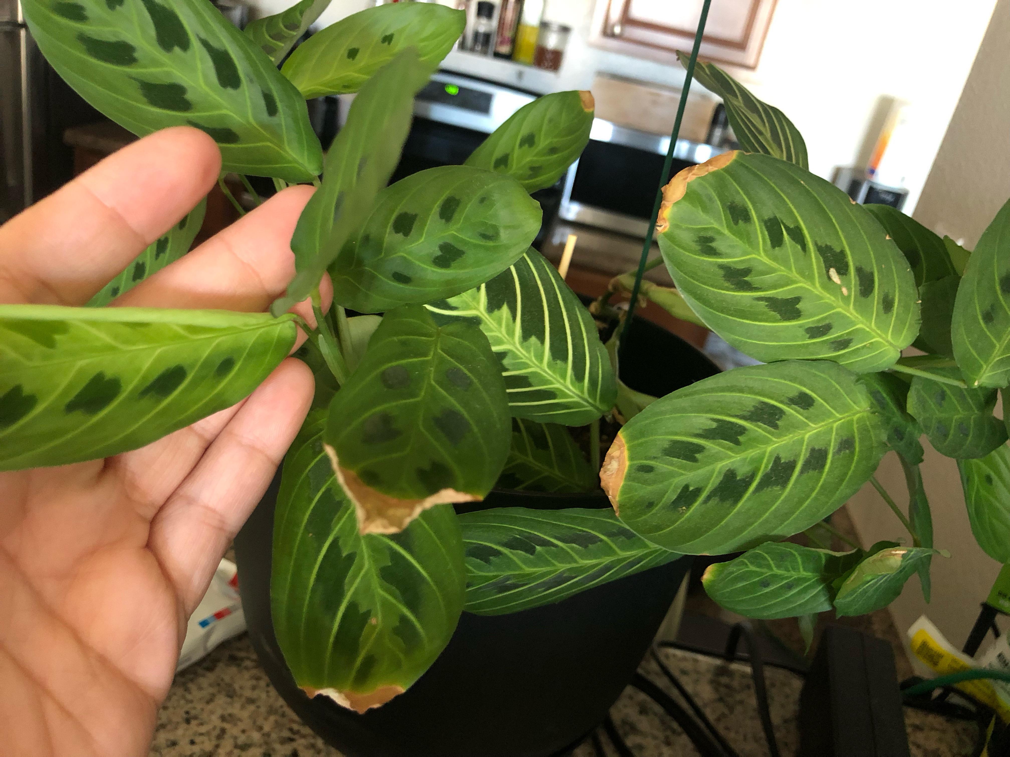 Brown tips on prayer plant r/houseplants
