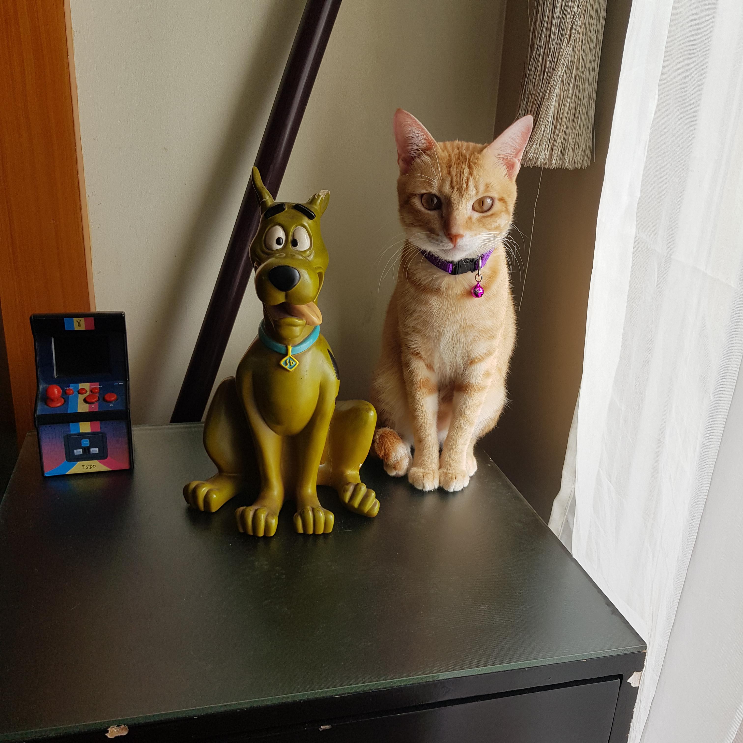 The only dog my cat can tolerate r/cats