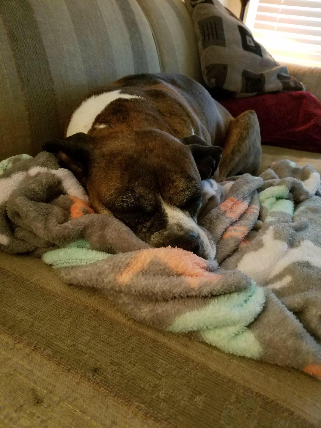 This lady just loves soft blankets r/Boxer