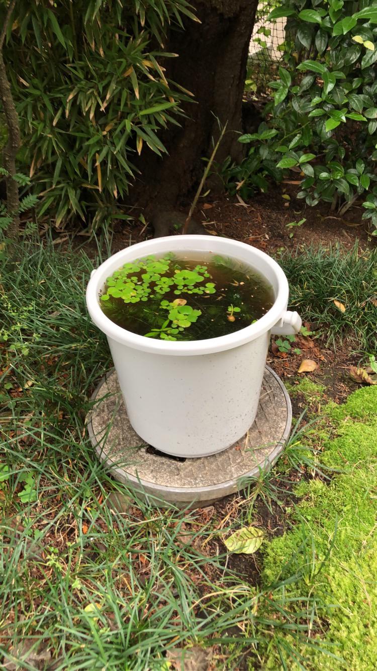 Little bucket pond with guppies r/ponds