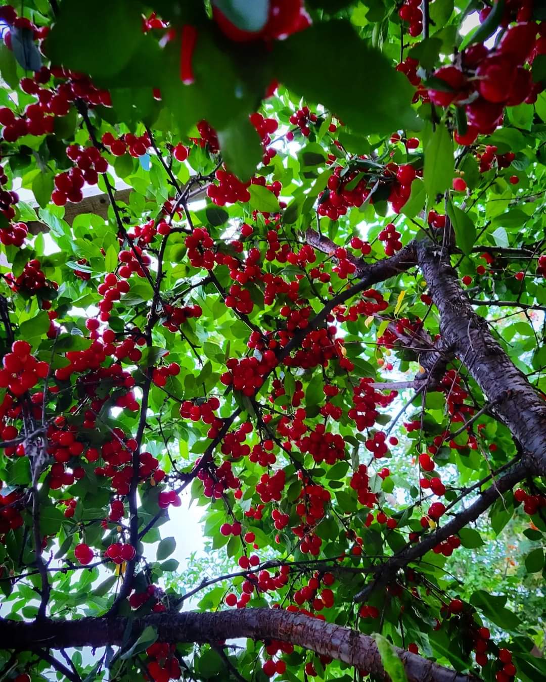 anyone else's evans cherry tree do this well this year?? r/Edmonton