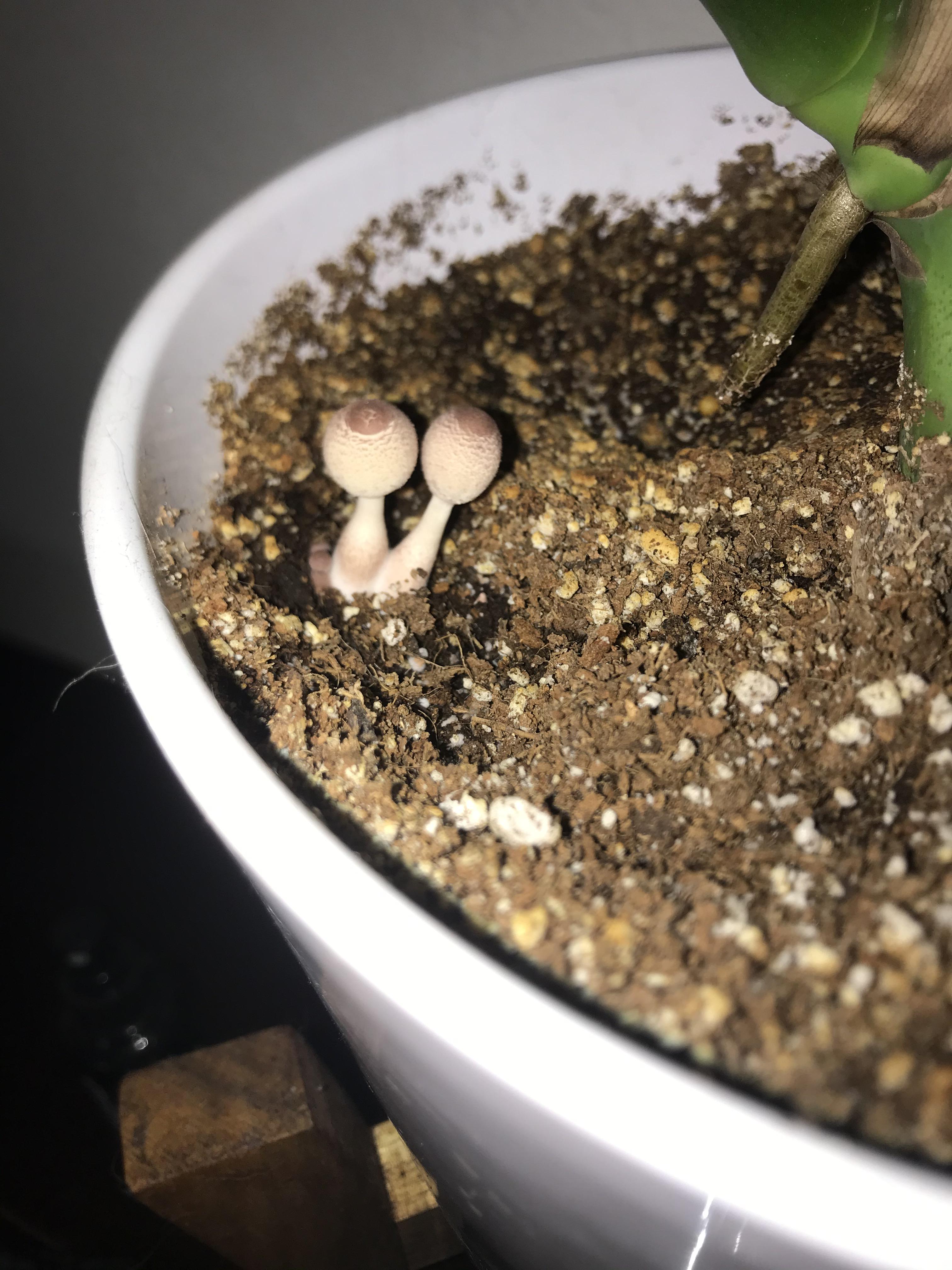 Why are these mushrooms growing in my Monstera? r/plantclinic
