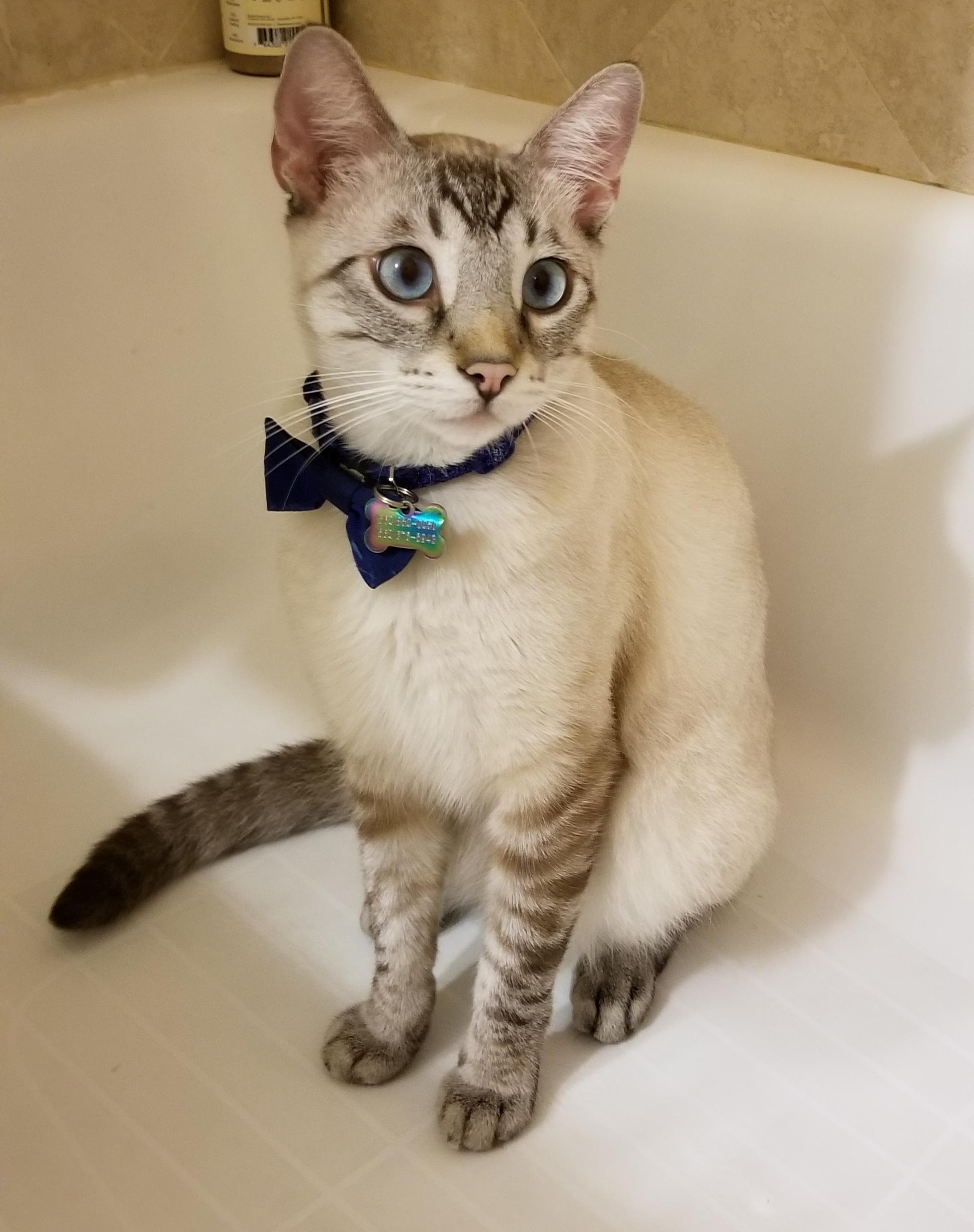 Still cannot understand why cats love sitting in bathtubs. Tigre loves