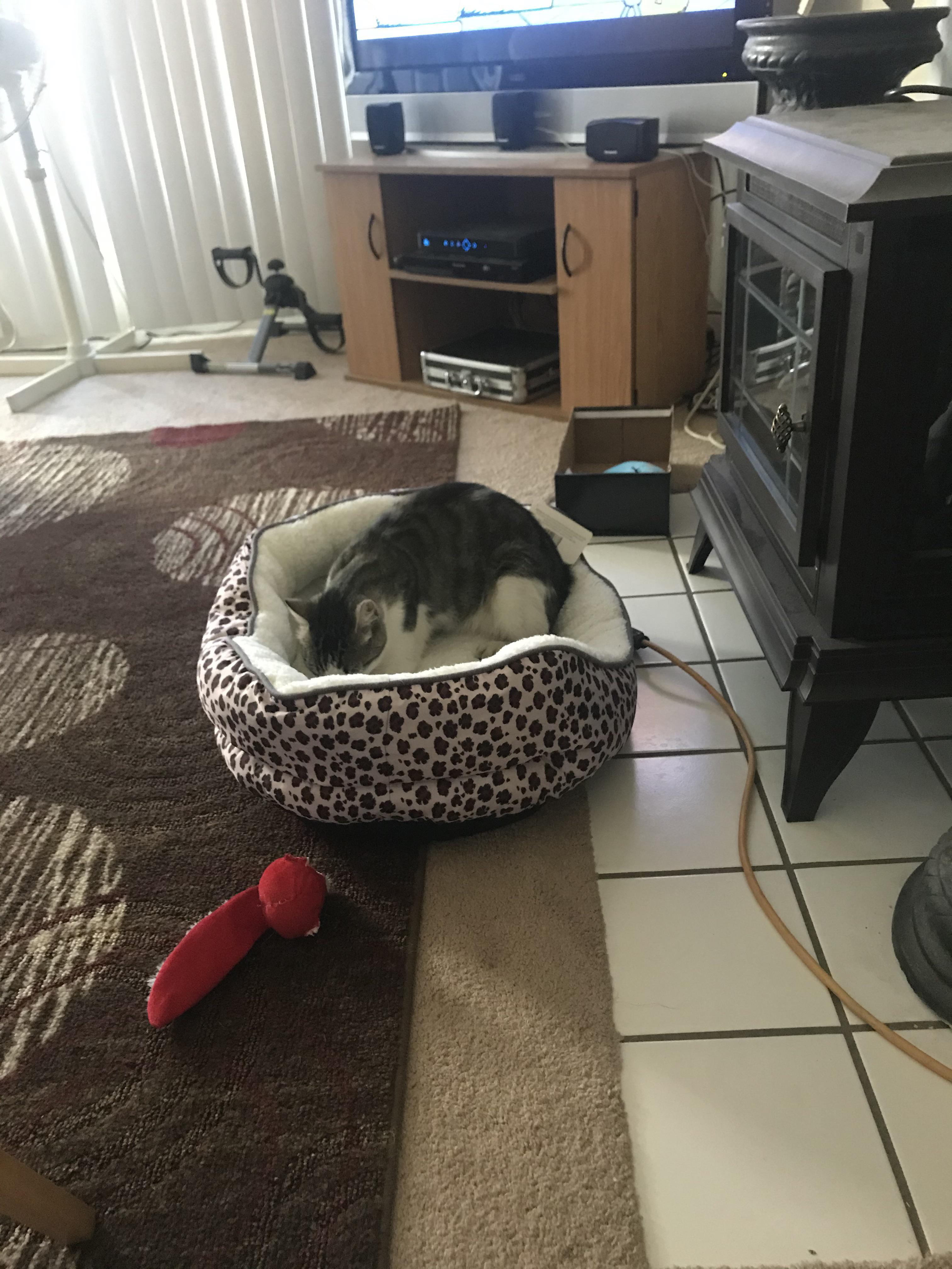 My cat stole my dog’s bed r/aww