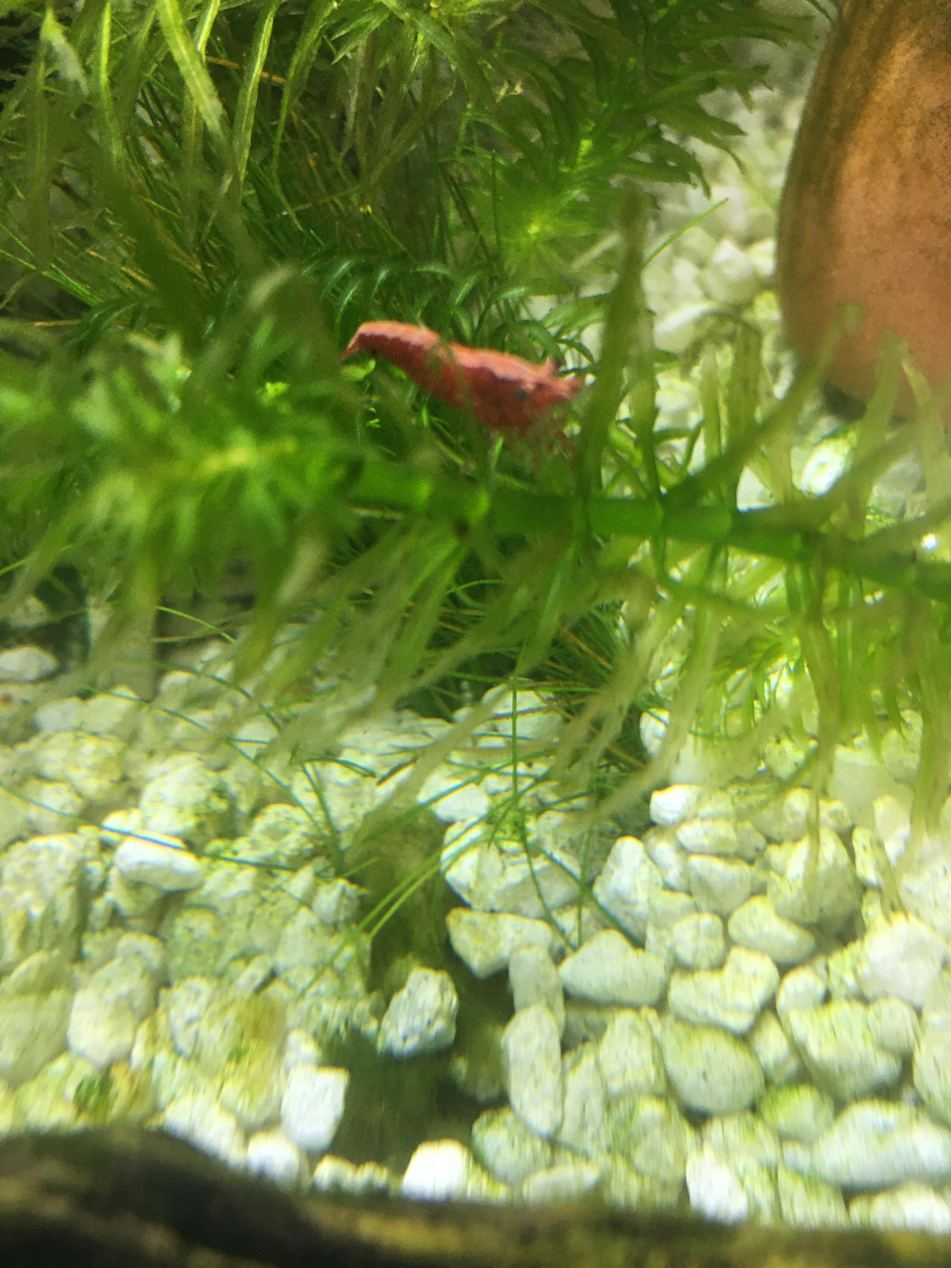 My shrimp have this weird line on them there supposed to be red cherry