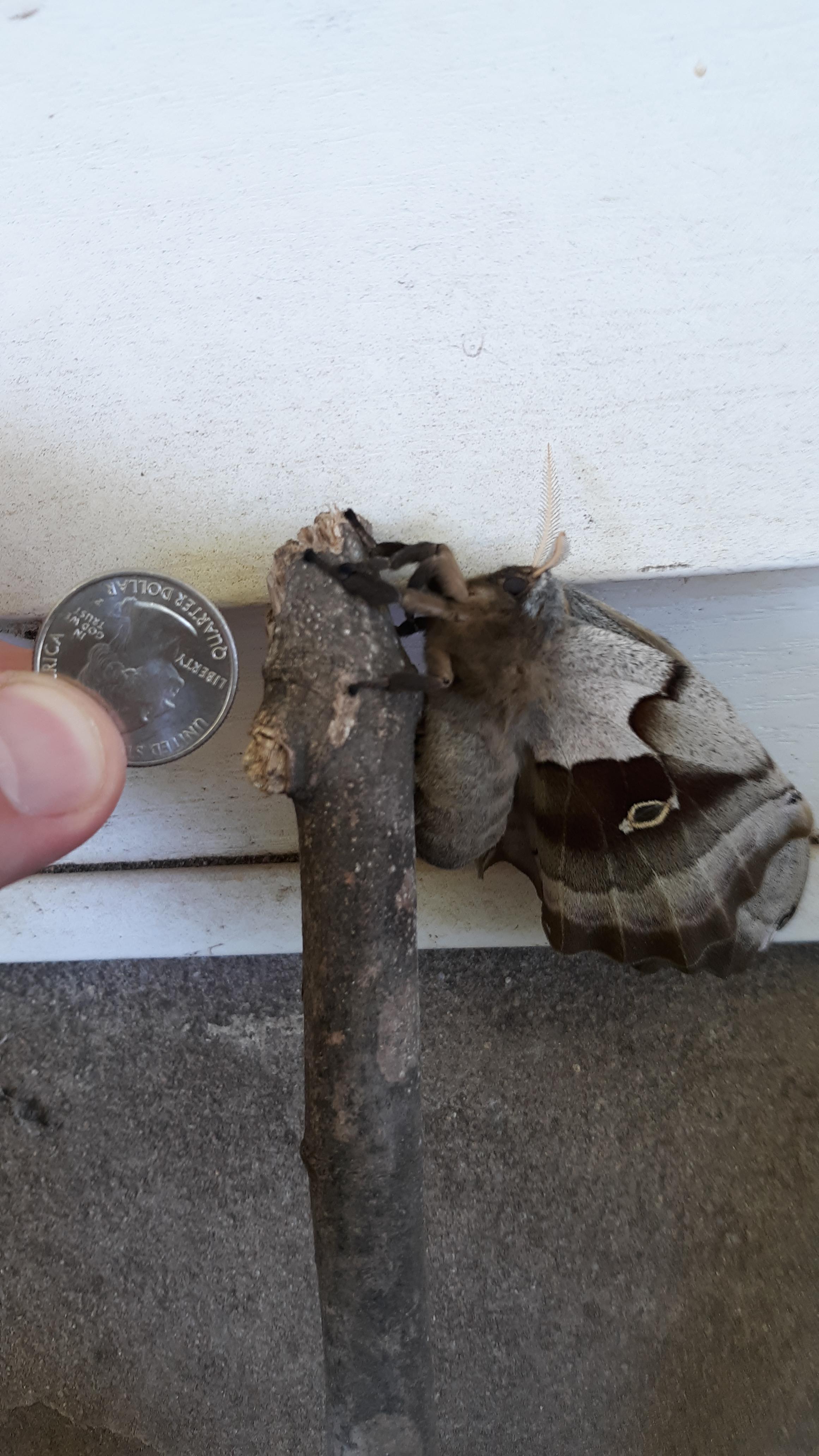 Our male polyphemus moth hatch from its cacoon today! We found the