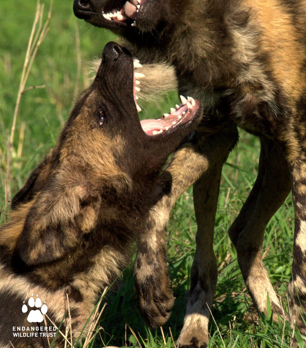 Painted wolves have the highest BFQ of any living carnivore. BFQ stands