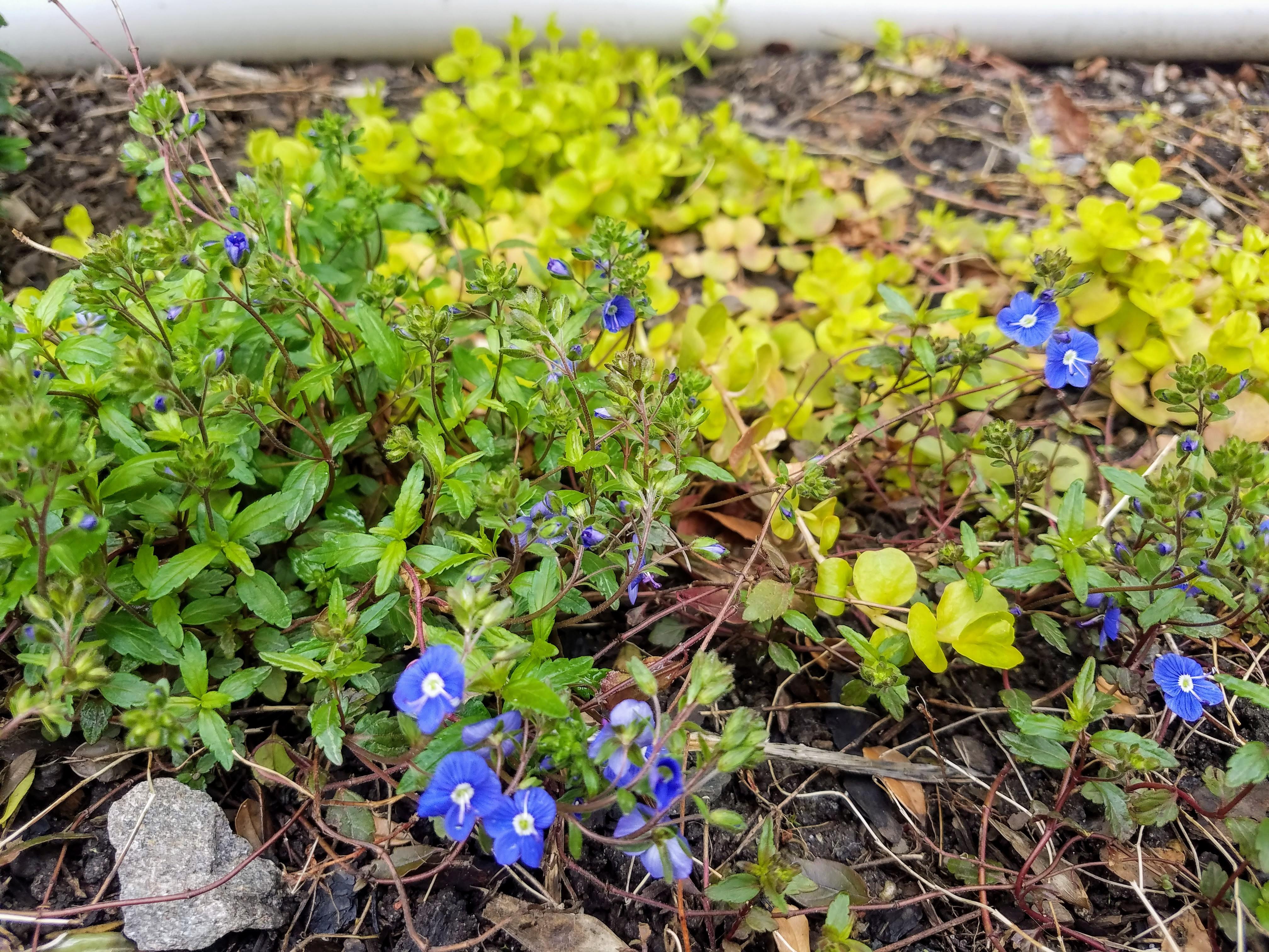 Sweet ground cover with blue flowers, came in a gift planter several