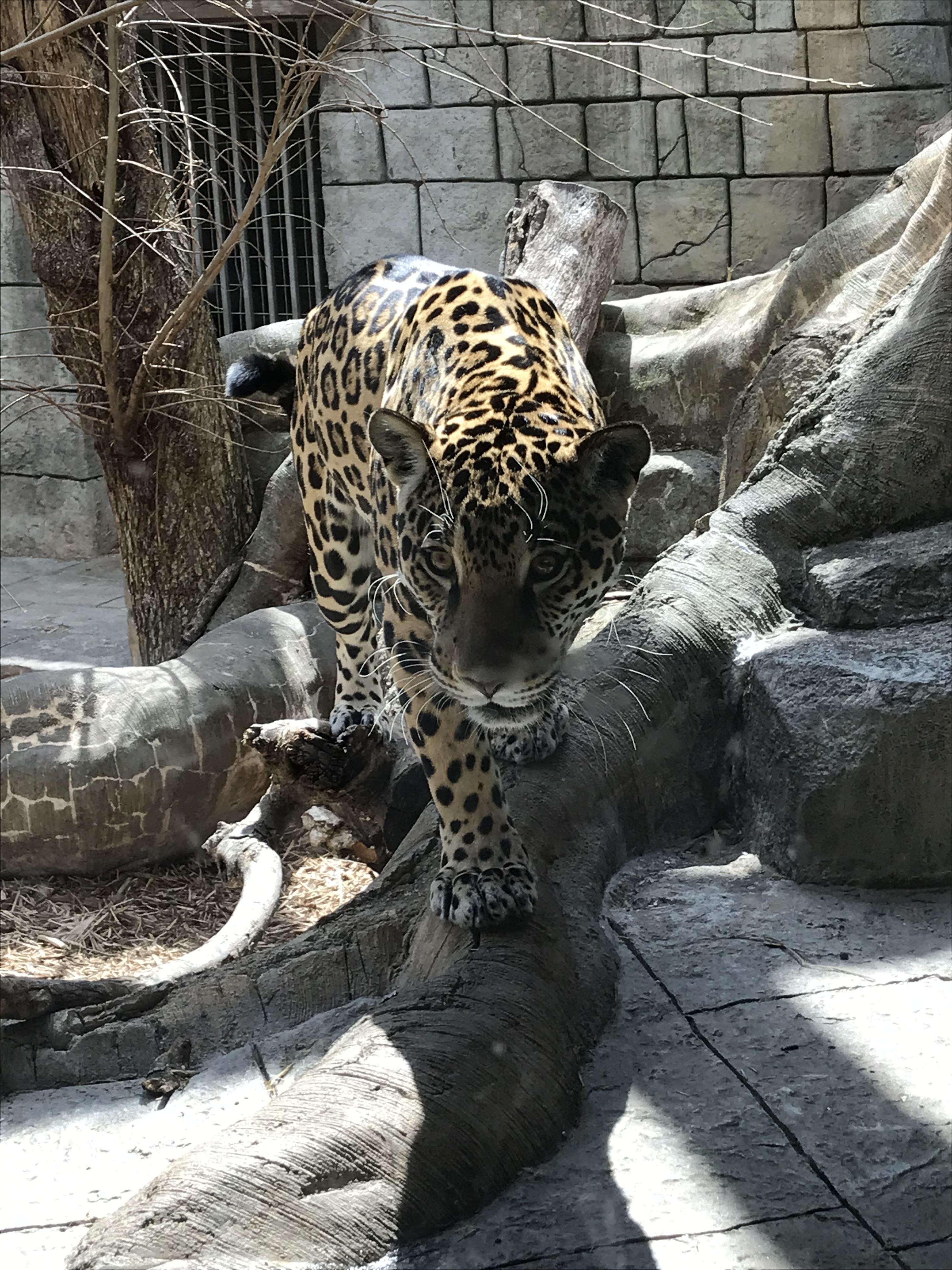 Big kitty at Tulsa Zoo r/tulsa