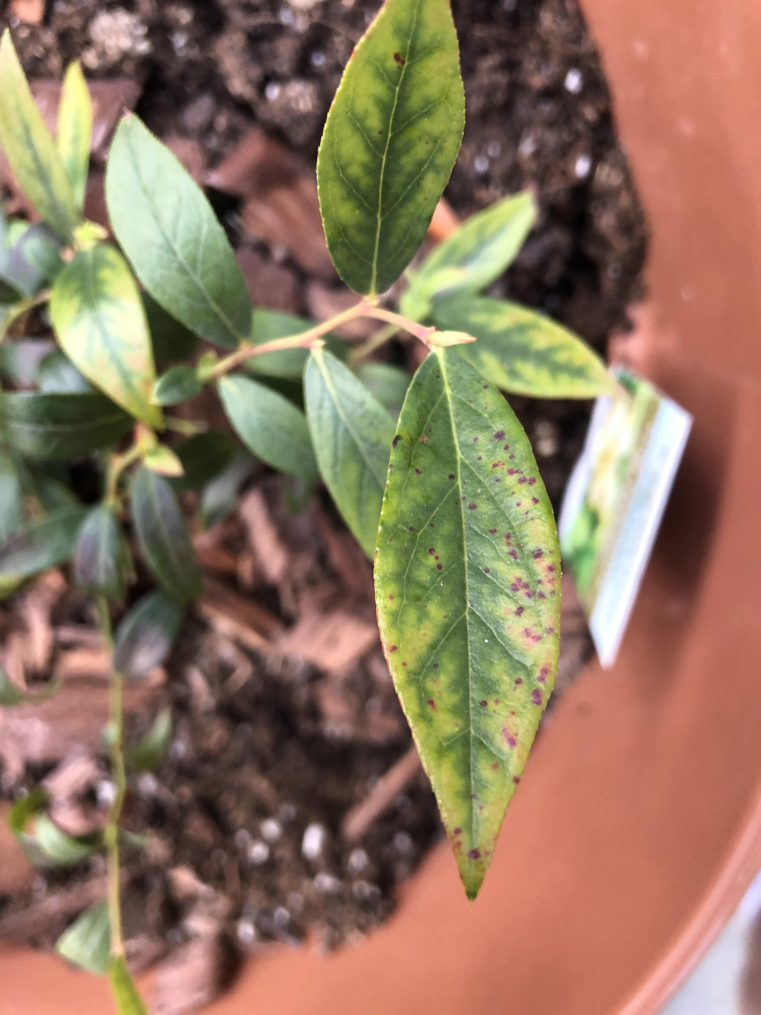 Spots on lemonade blueberry plant. Also some blackening and curling