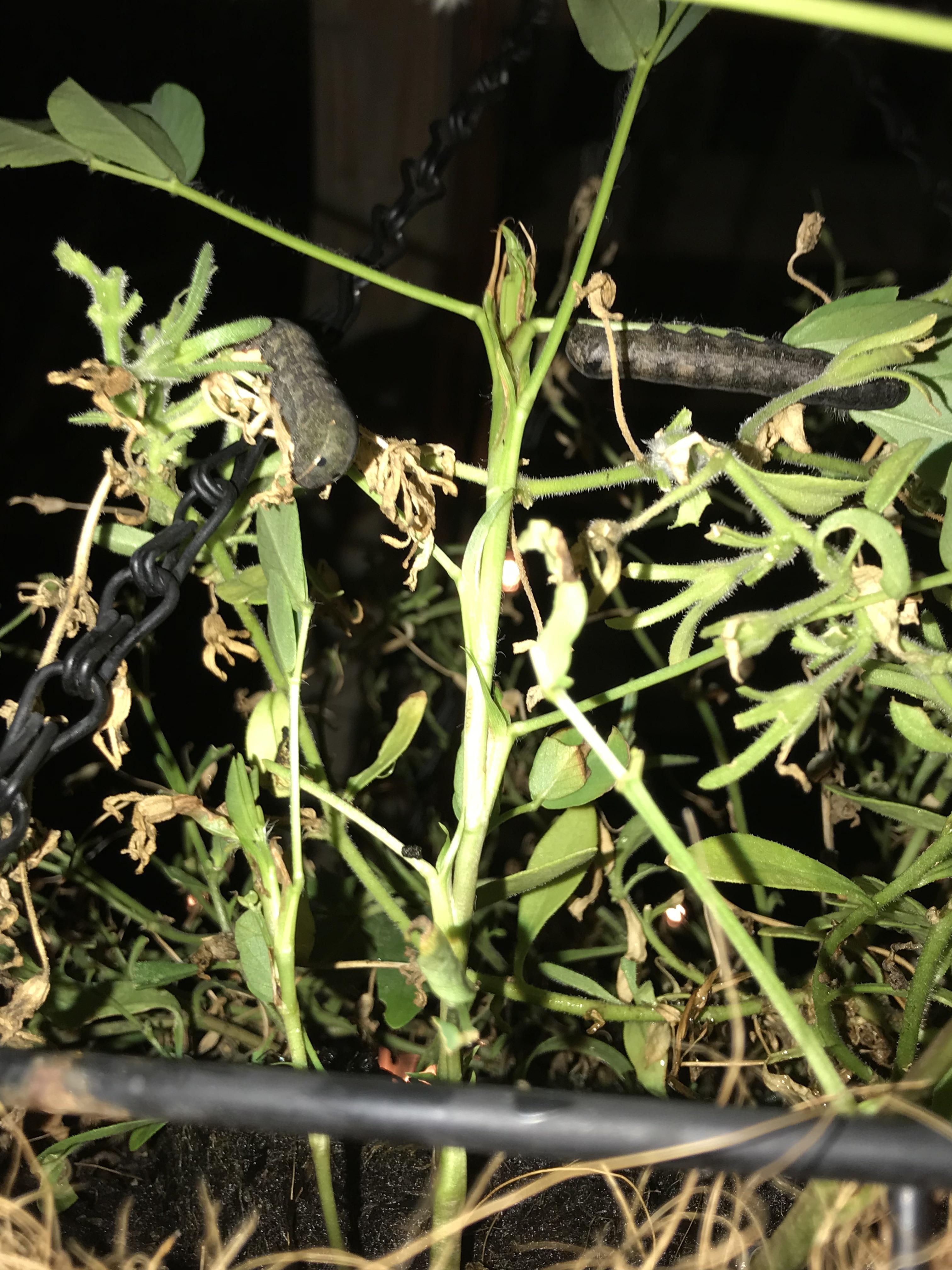 Anybody know what is eating my plant at night and how to get rid of them? Not sure what kind of