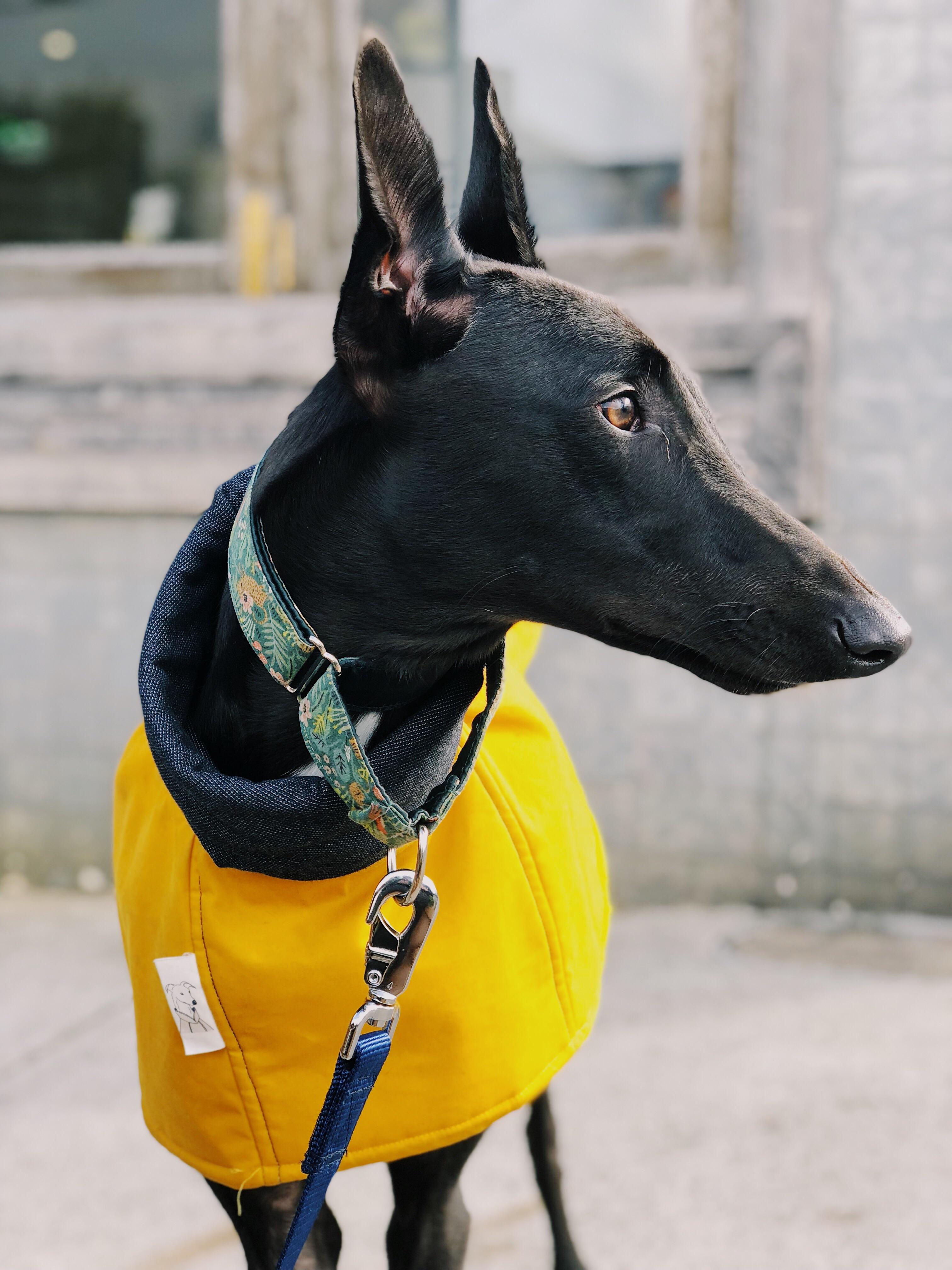 My beautiful grey in his raincoat r/Greyhounds