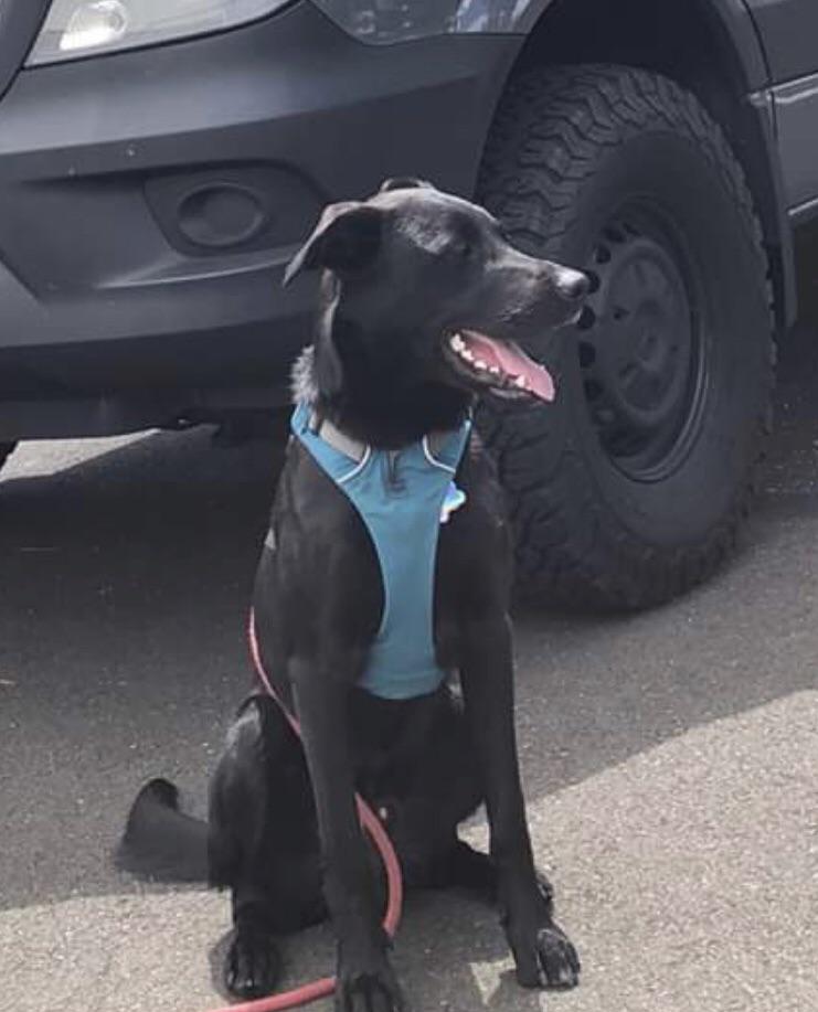 LOST DOG MISSISSIPPI DISTRICT 6/28. Name Roo. All black lab mix. 1y/o