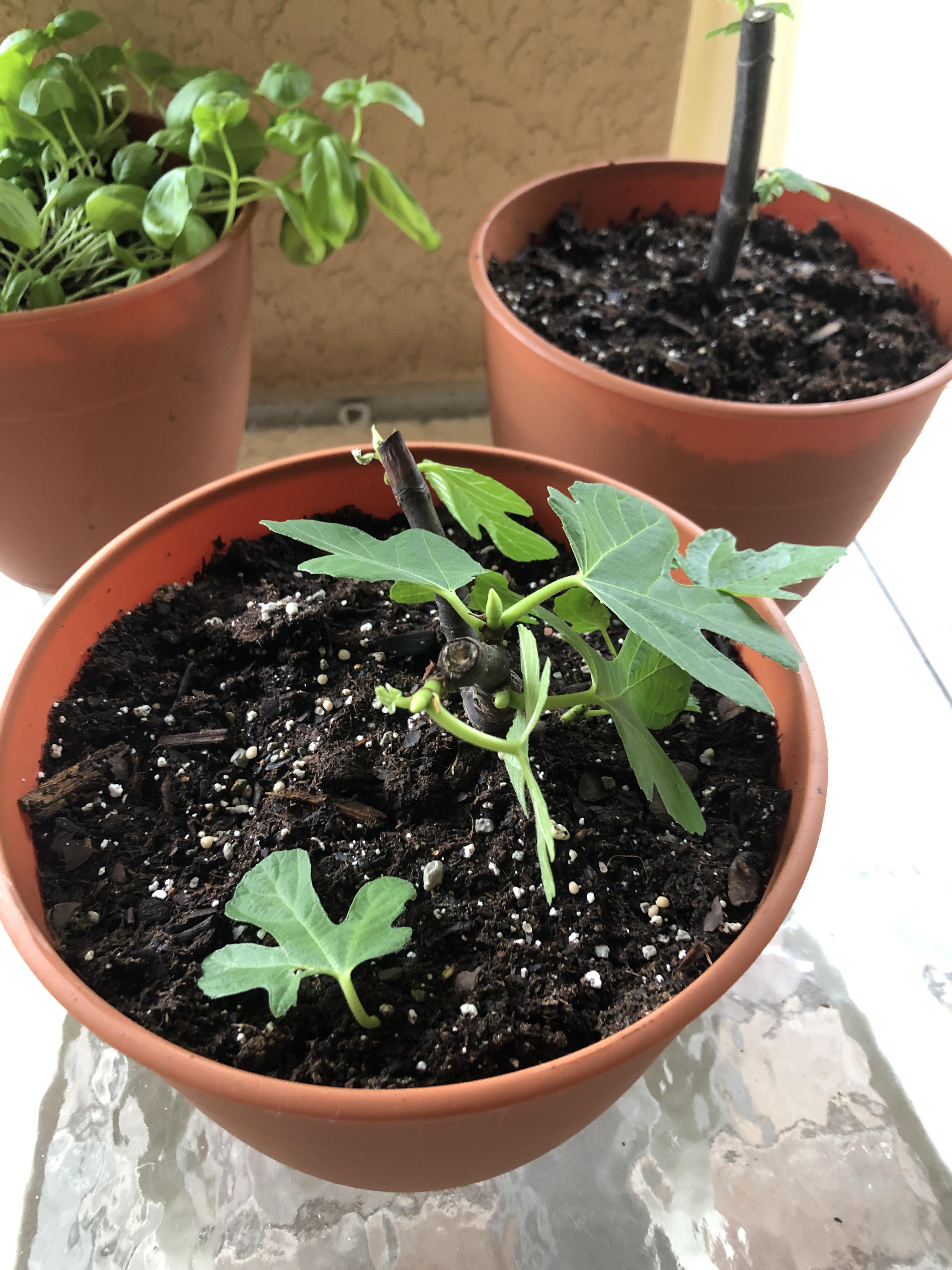 need advice on a grafted fig tree. details in comments r/gardening