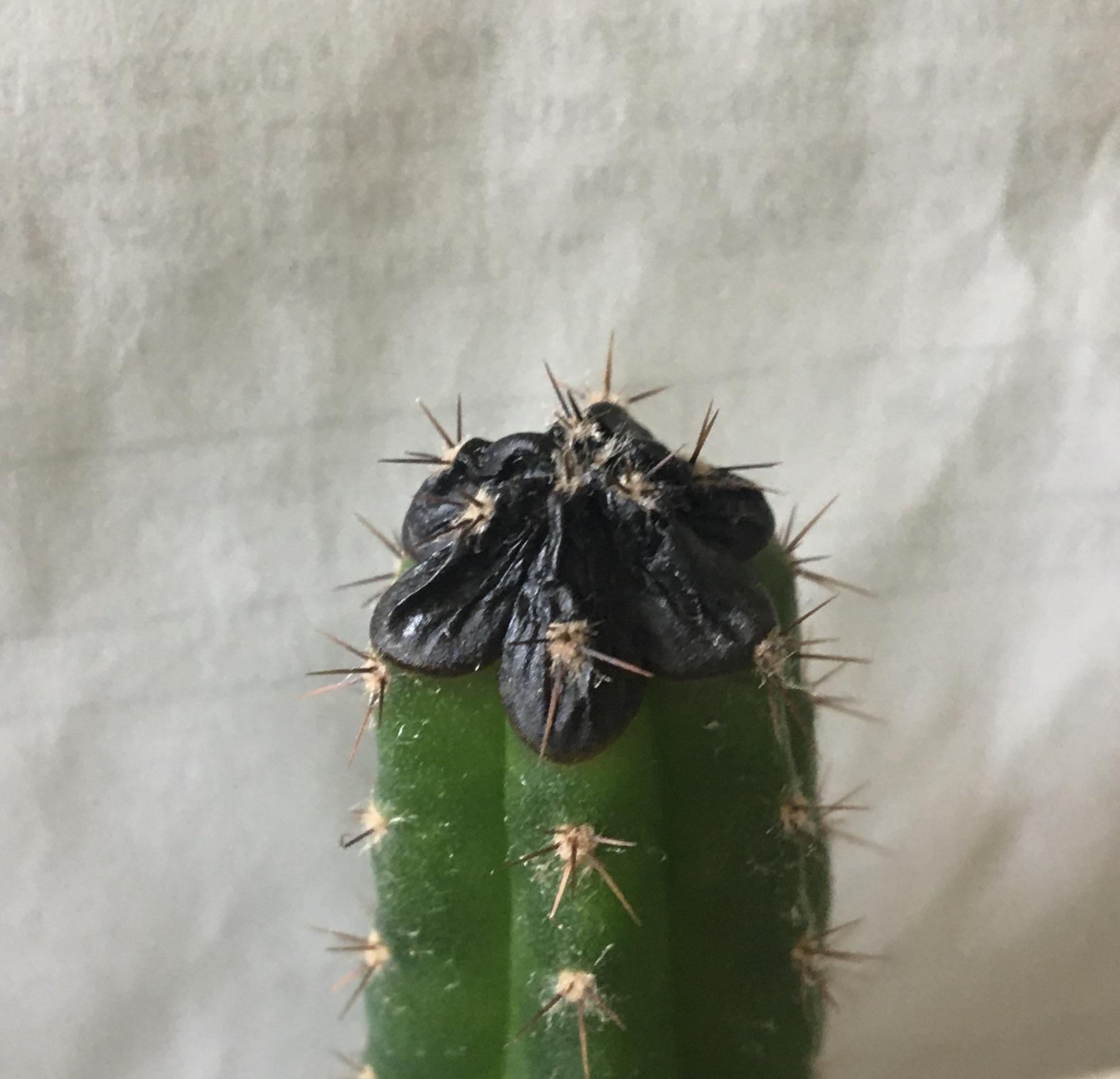 Black tip on cactus???? Why??? r/plantclinic