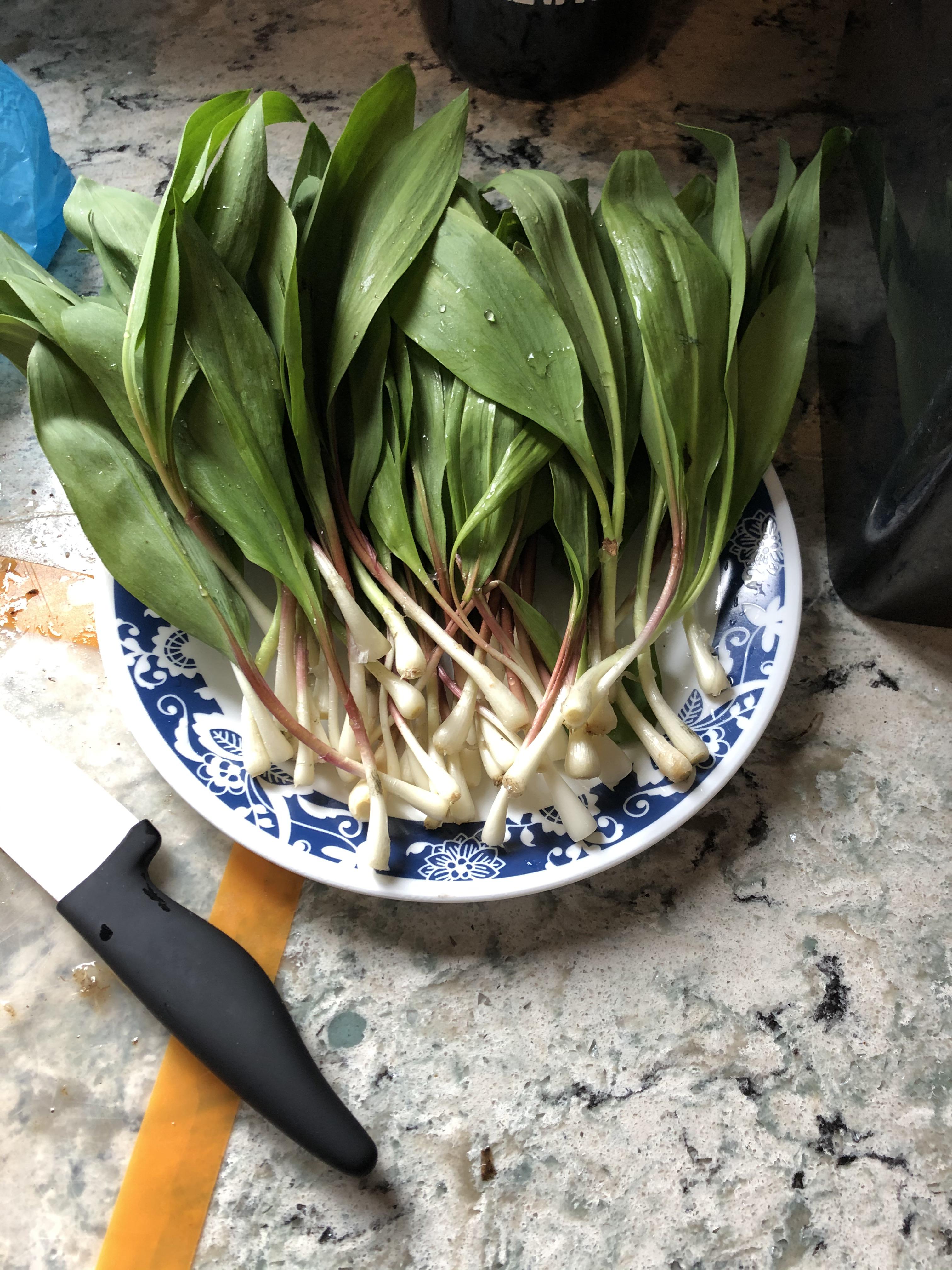 Foraged for some ramps today r/foraging