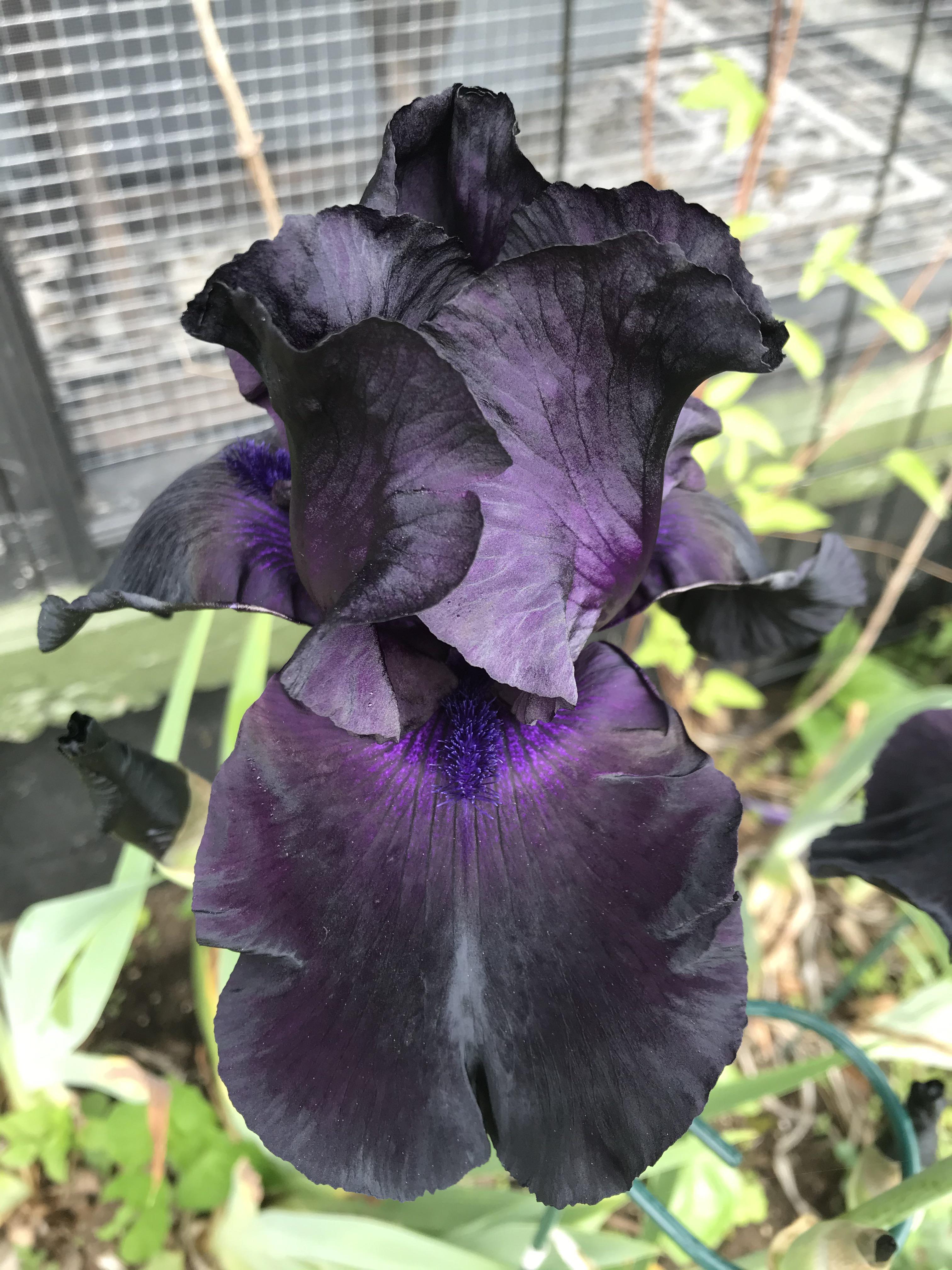 Stunning black Iris r/gardening