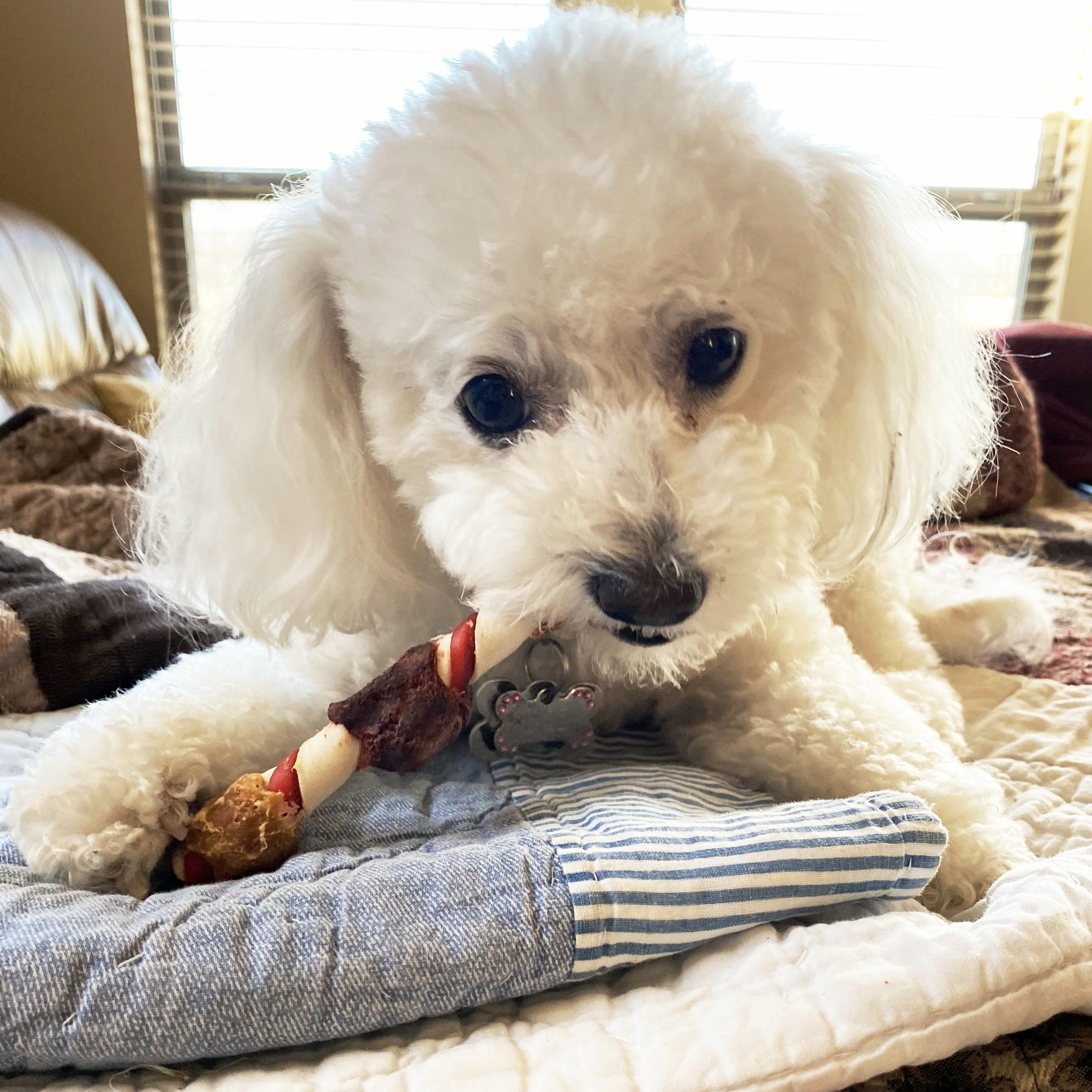 This little dog was very good! r/Maltipoo