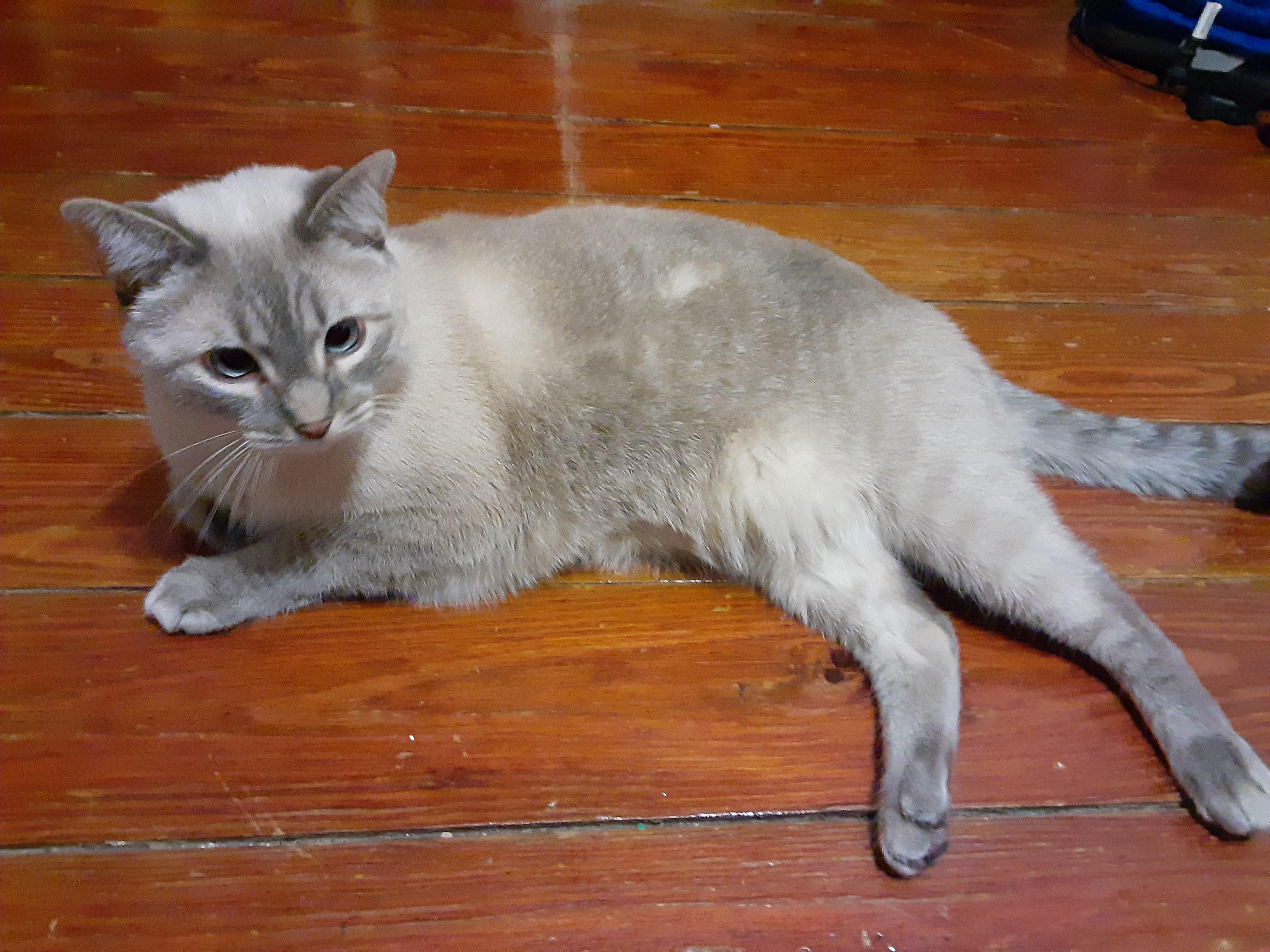 Is Cheese a lynx point Siamese or partially? And yes, his name is