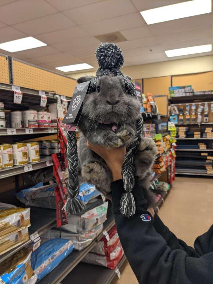 Does anyone know if I can feed my bunny a little bit of critical care