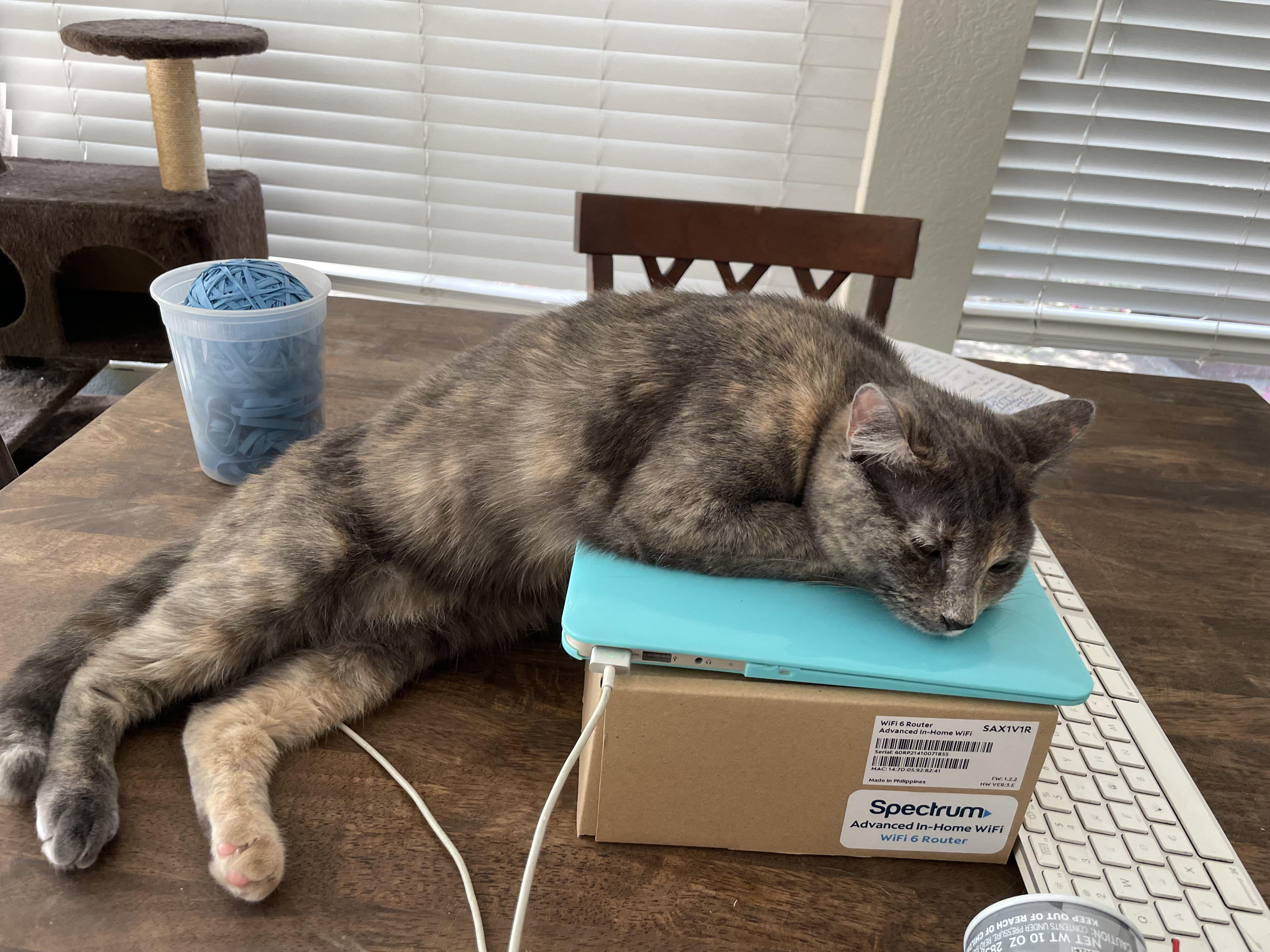 “Why does my back hurt?” cats