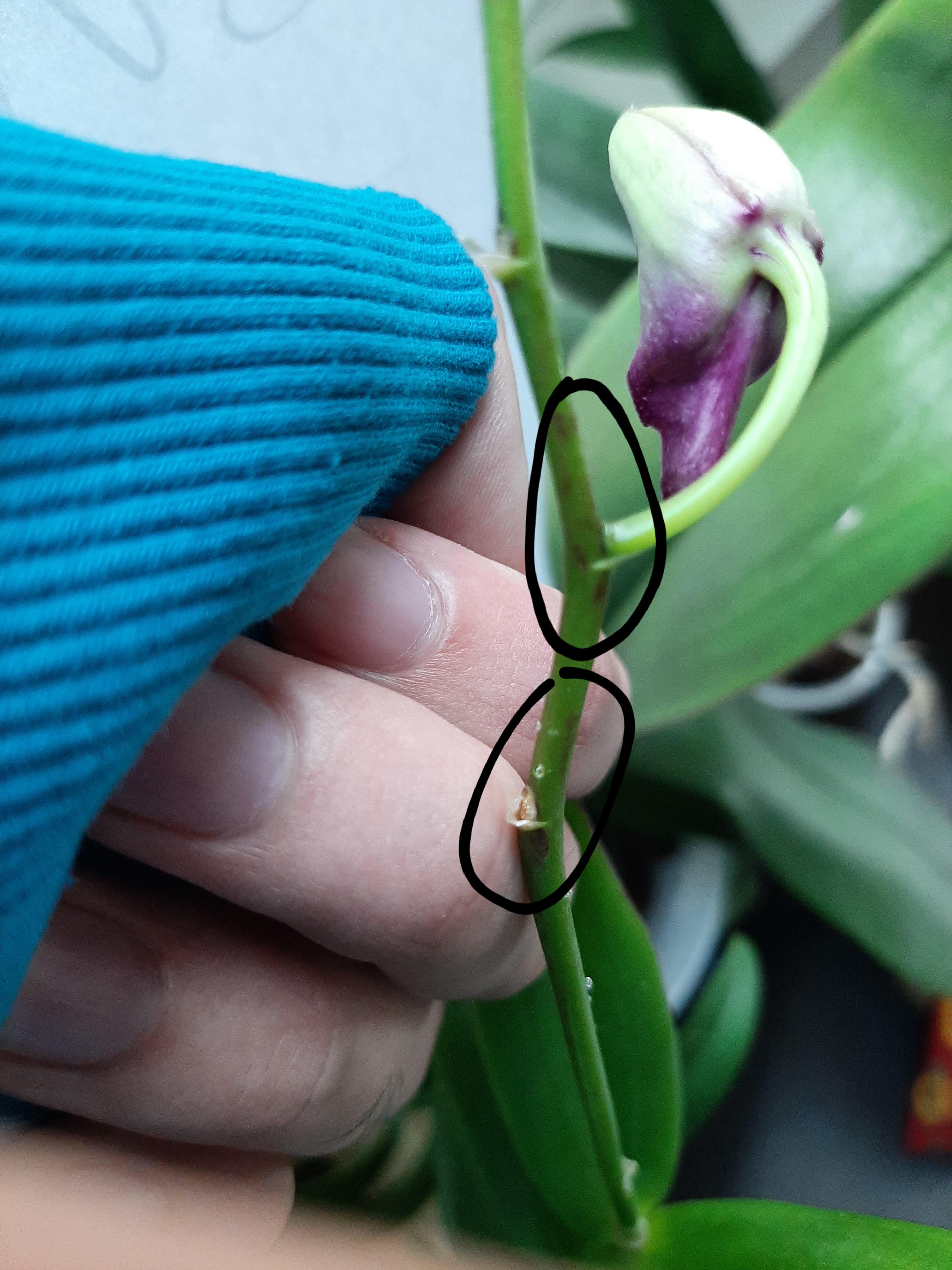 Buds fell off and these weird brown spots are still spreading, but only on that flower spike