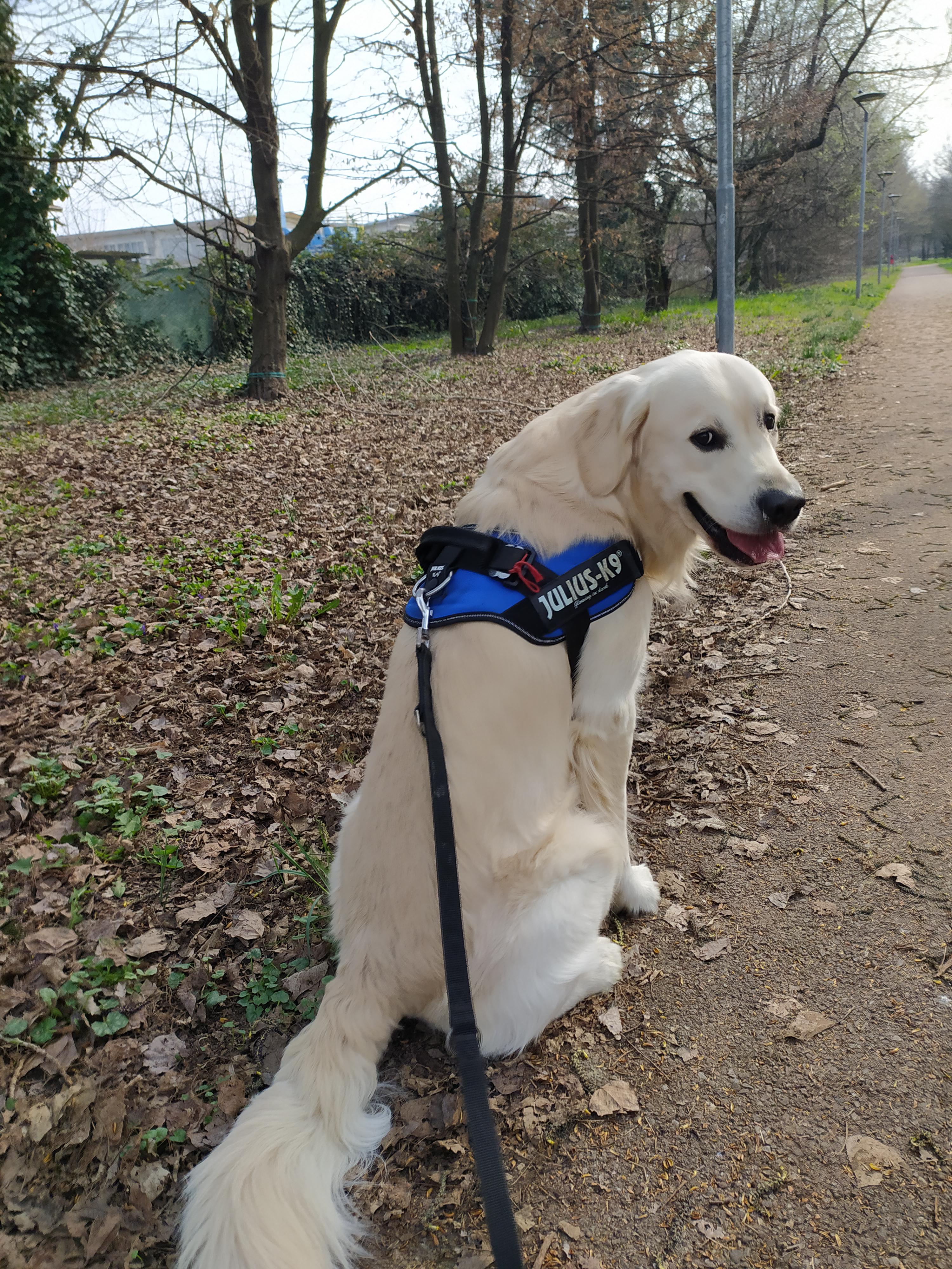 Walking the dog during quarantine. Looks unreal. r/goldenretrievers