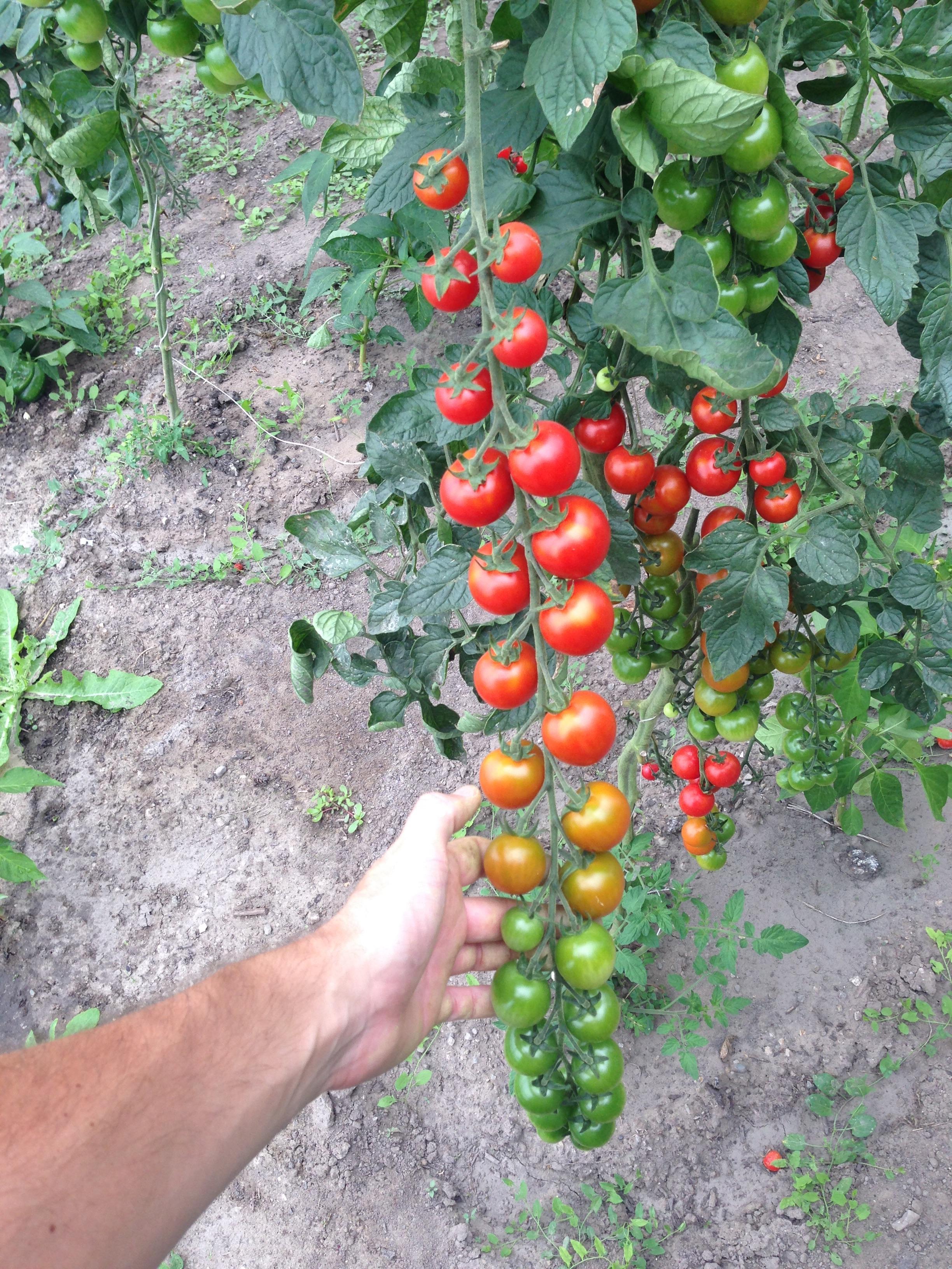 Cherry tomatoes r/gardening