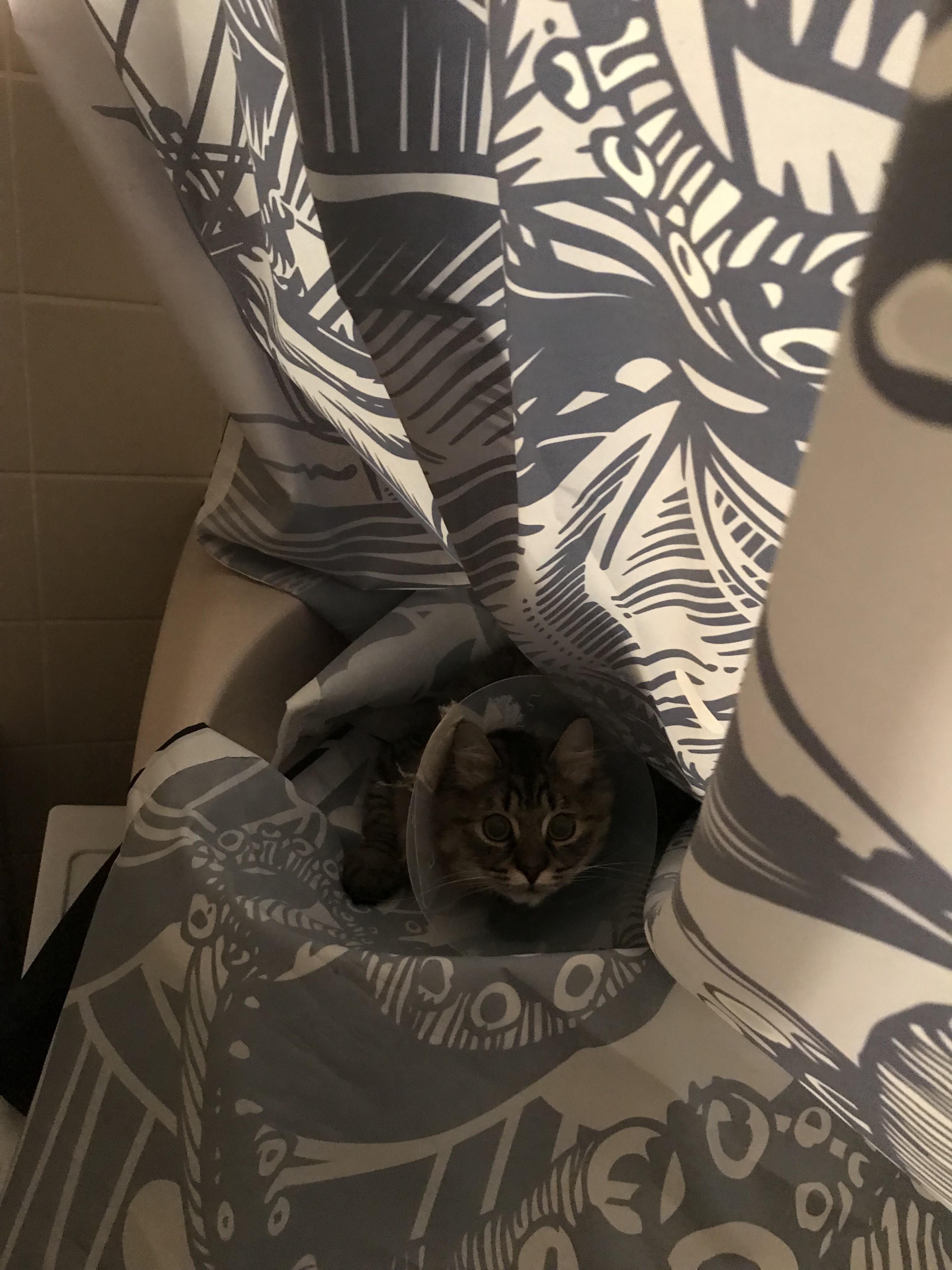 Cat in a shower curtain in a sink...why r/CatsInSinks