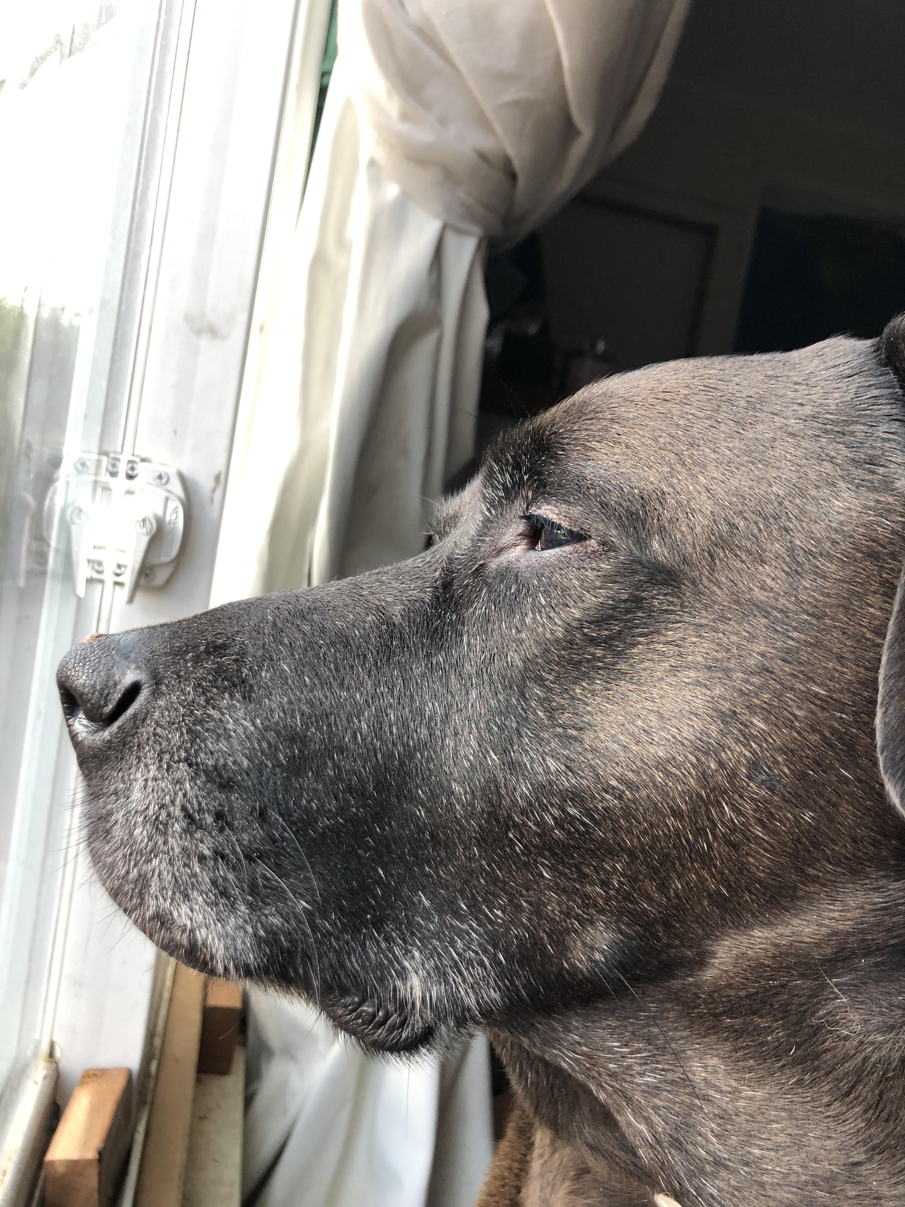 My adopted Jack. He’s 8. I’m new to Reddit but found the dog groups