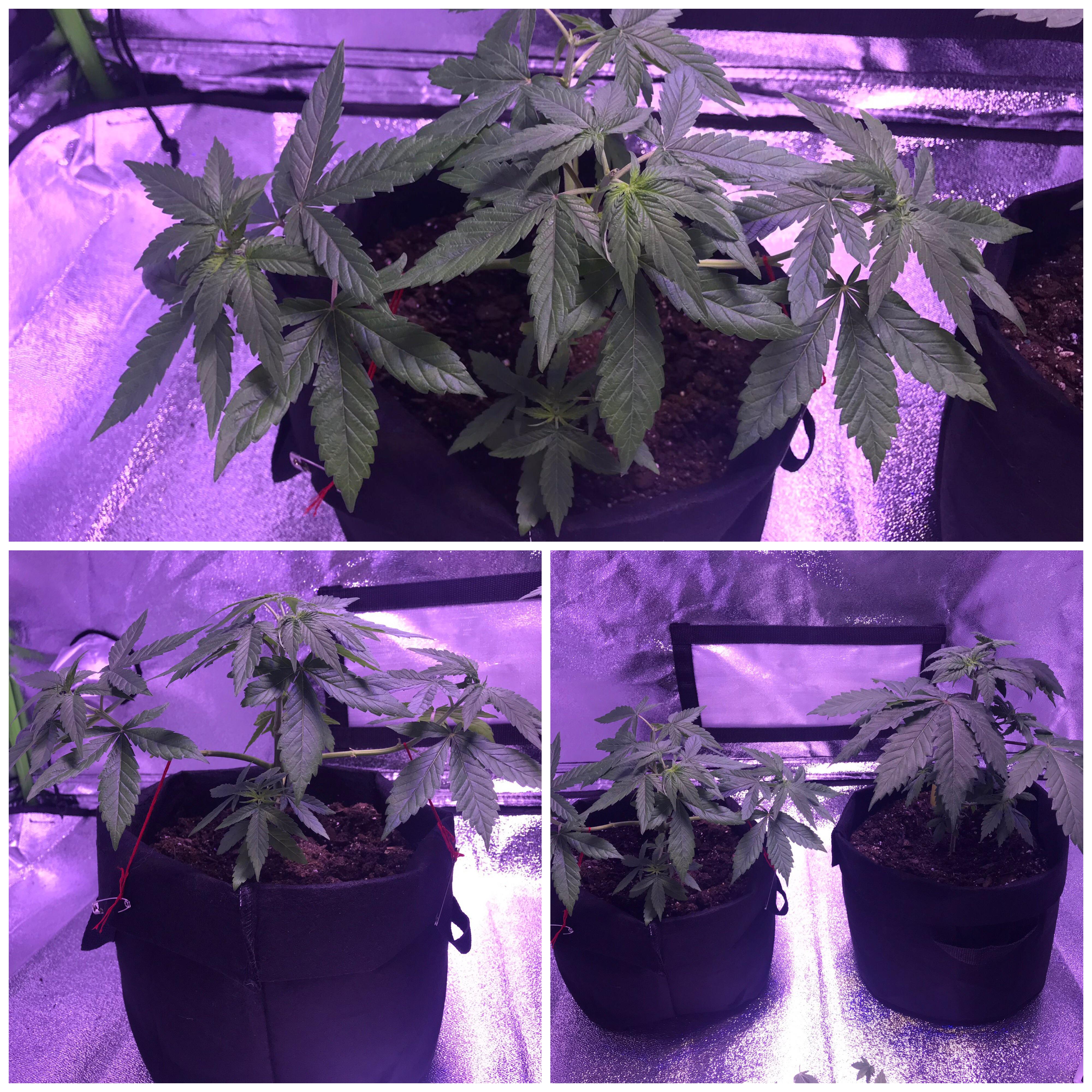 Update 2 out of 4 plants were male random bagseed r/microgrowery