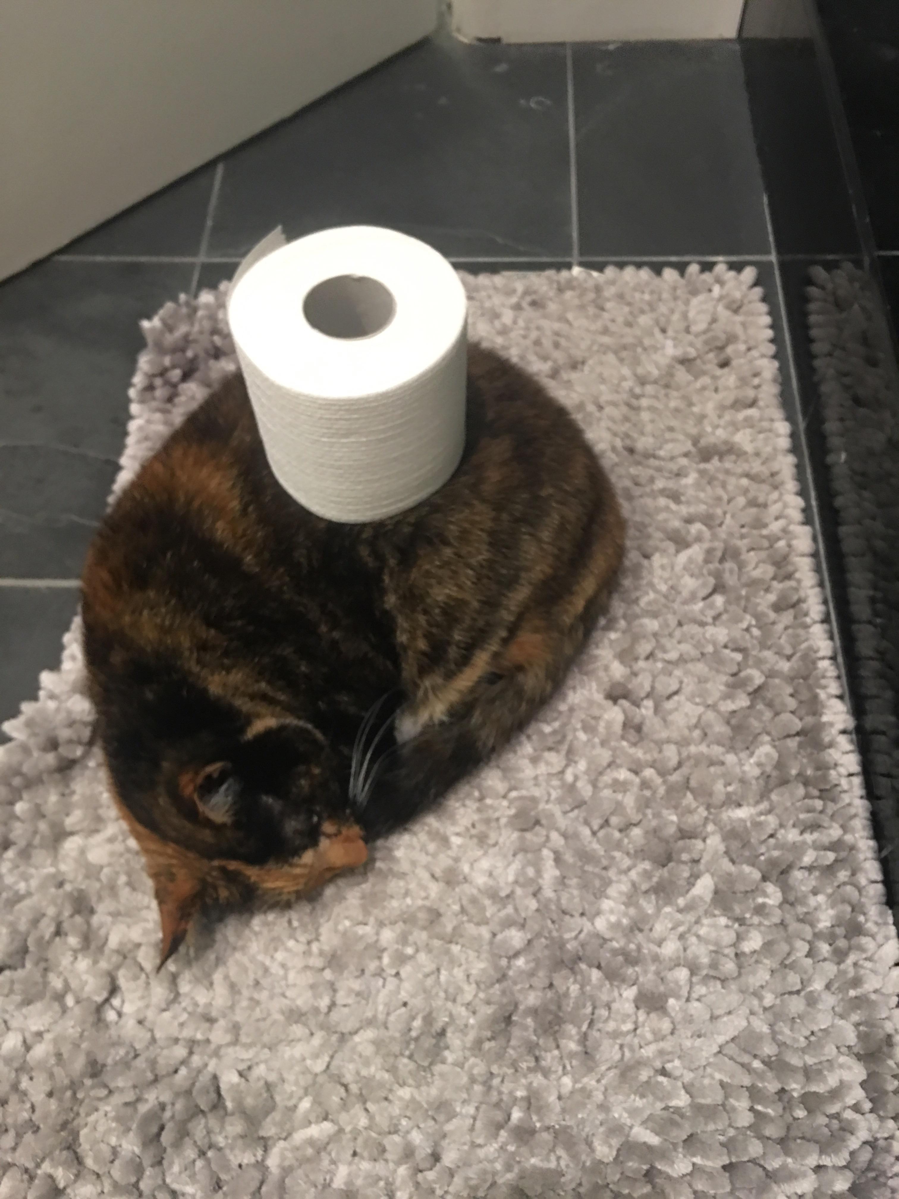 Toilet paper cat r/StuffOnCats