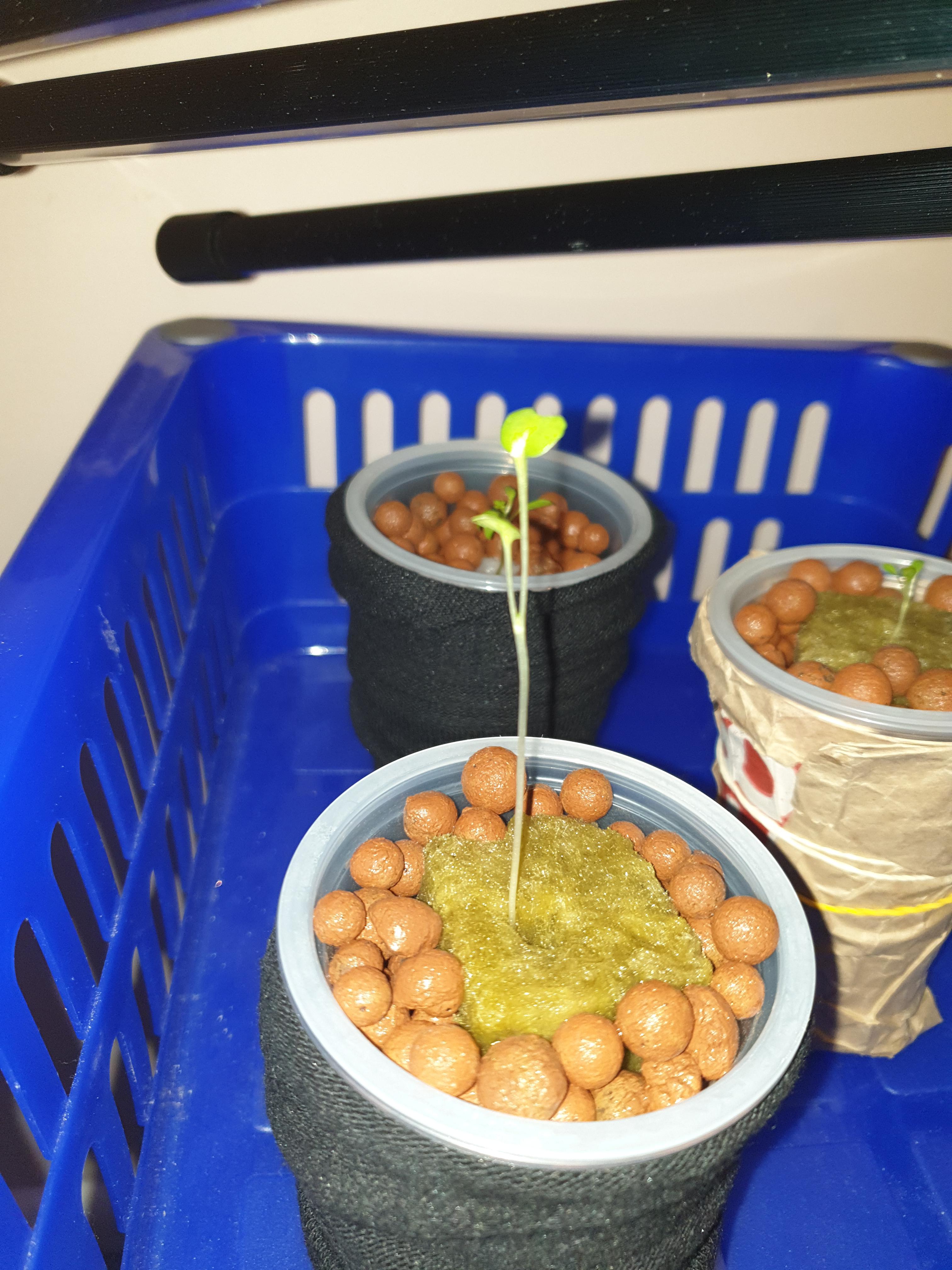 Why are my seedlings not growing? They still don't show any roots. They