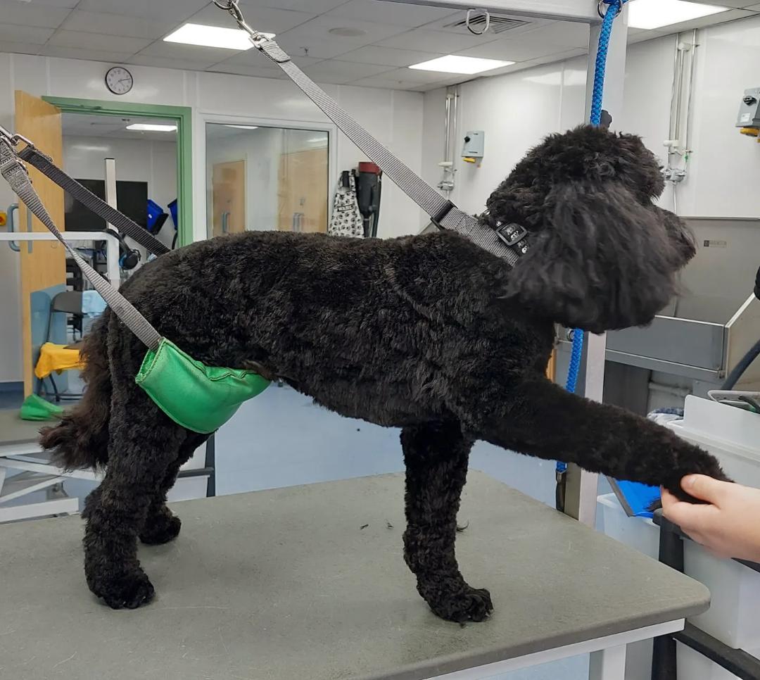 First day of dog grooming school. I did a fluff blow dry and full body